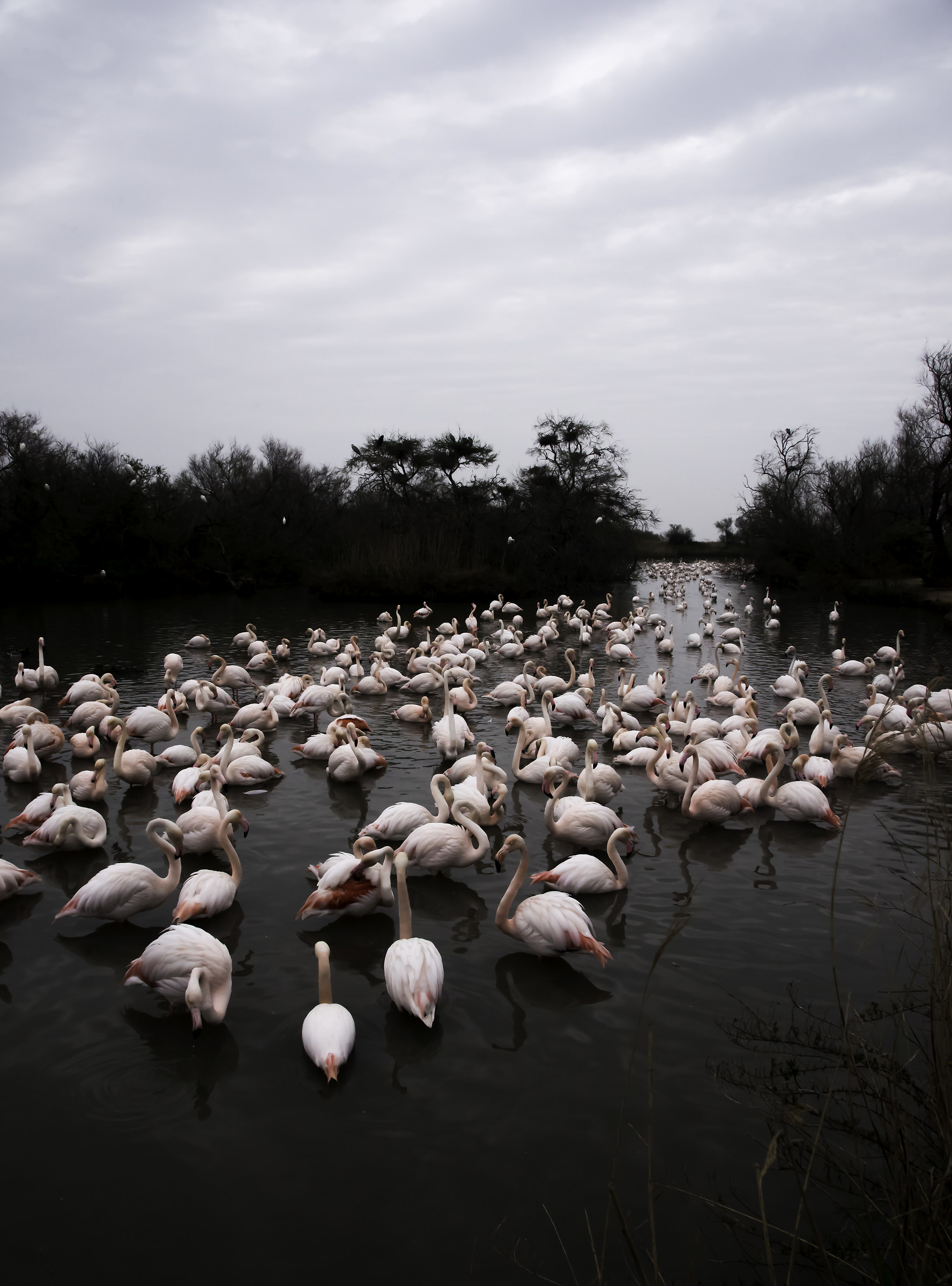 Fenicotteri in gruppo