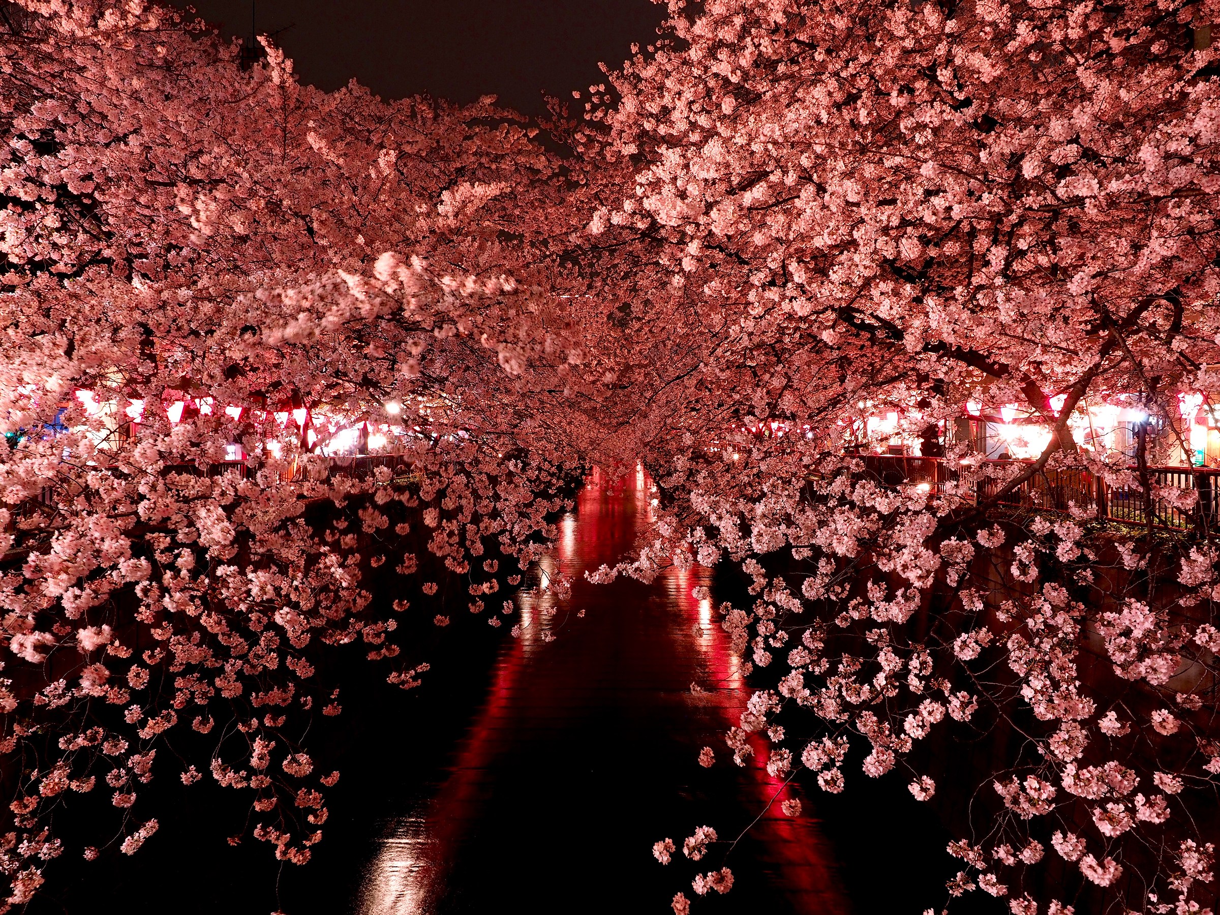 Sakura at night-tokyo