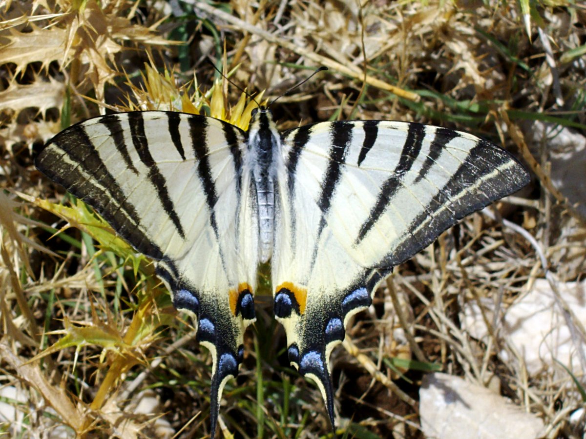 Farfalla dell'isola Calva
