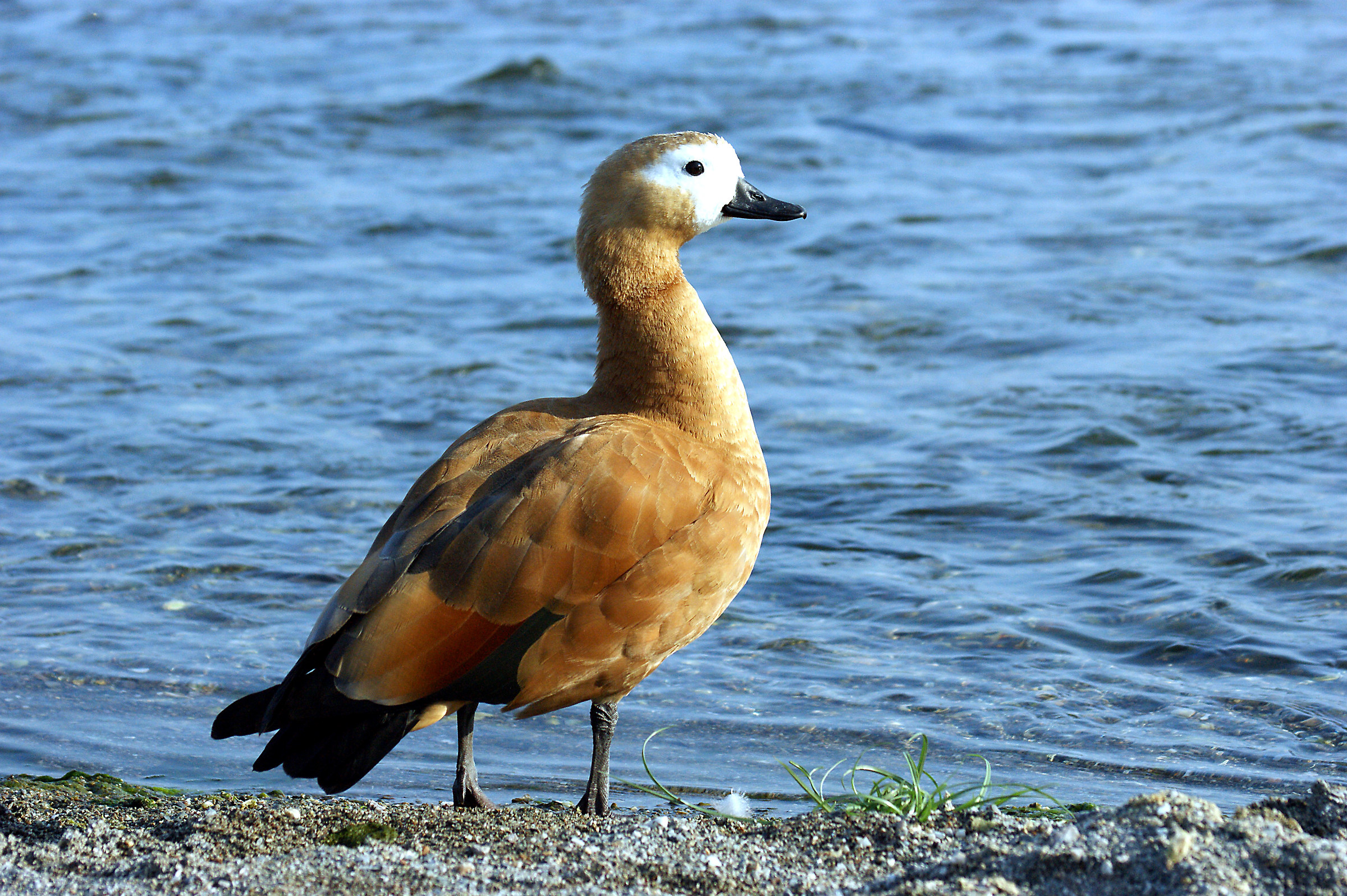 Shelduck (Tardona ferruginra)