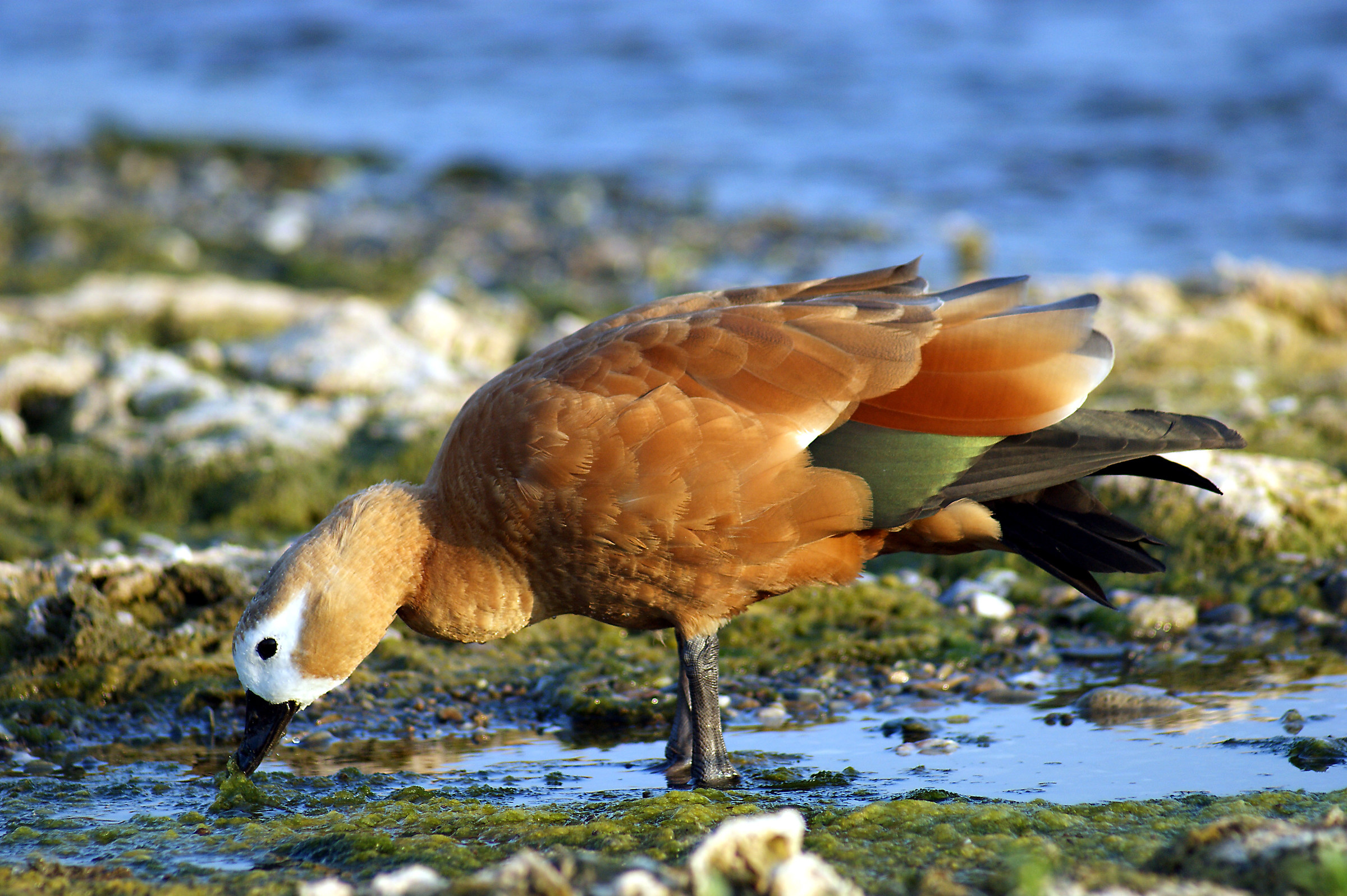 Shelduck (Tardona ferruginea)