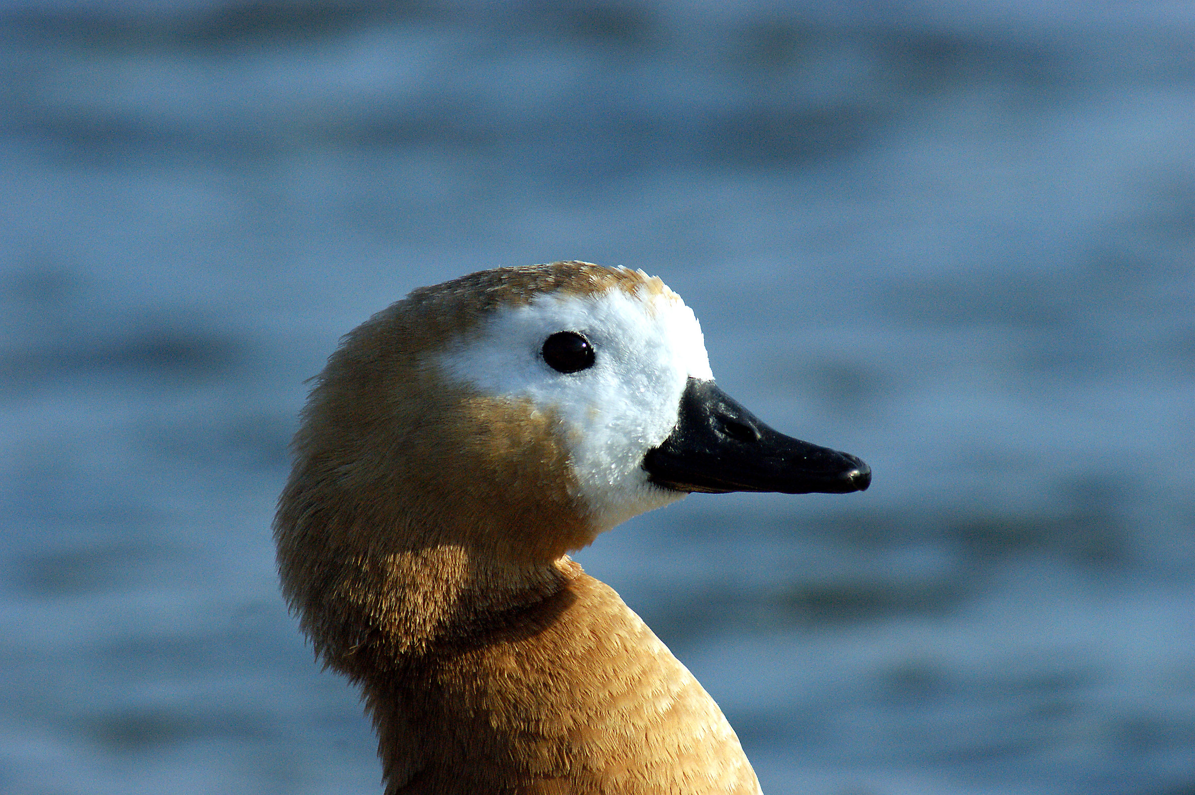 Shelduck (Tardona ferruginea)