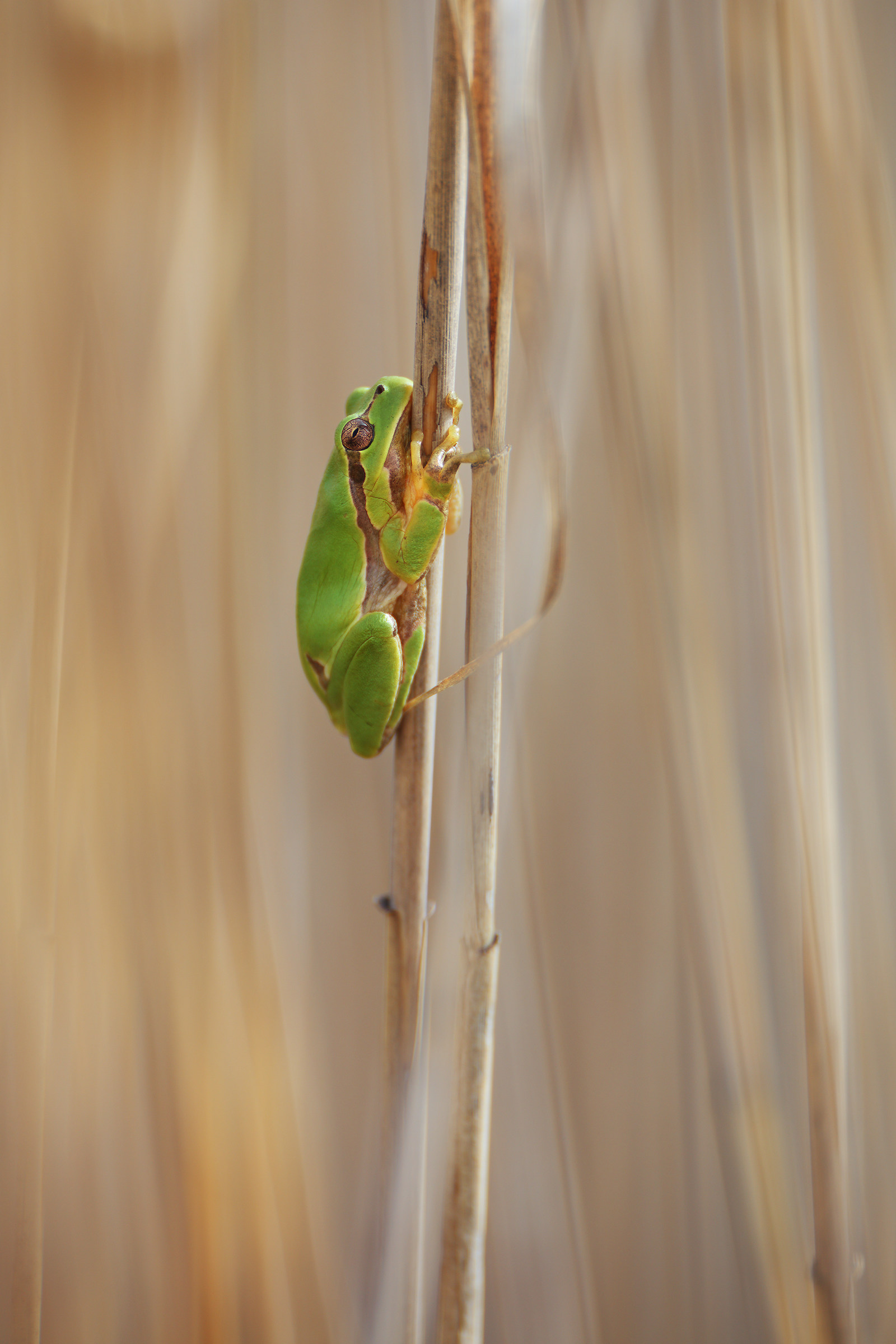 Hyla intermedia