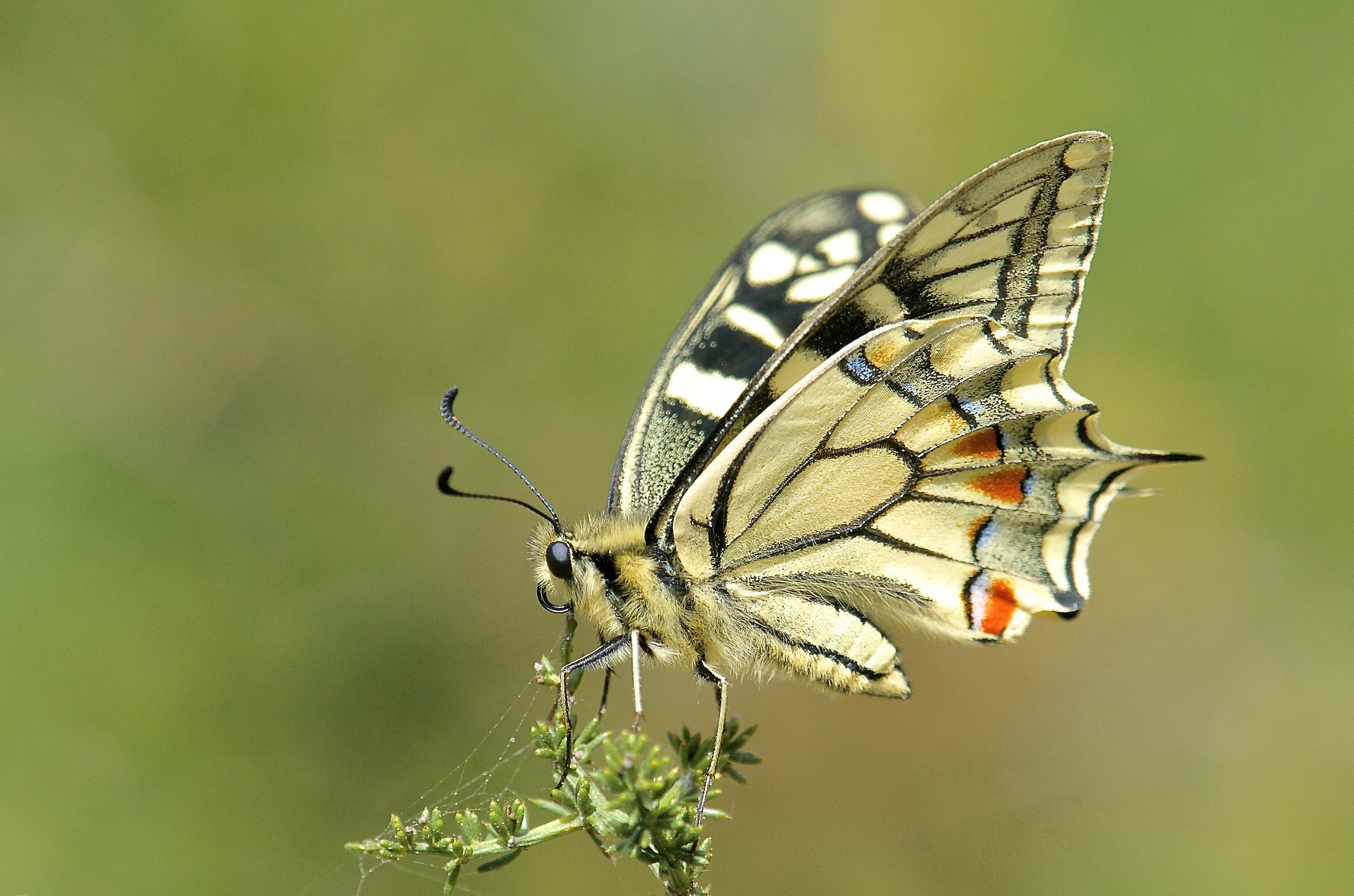 Papilio machaon