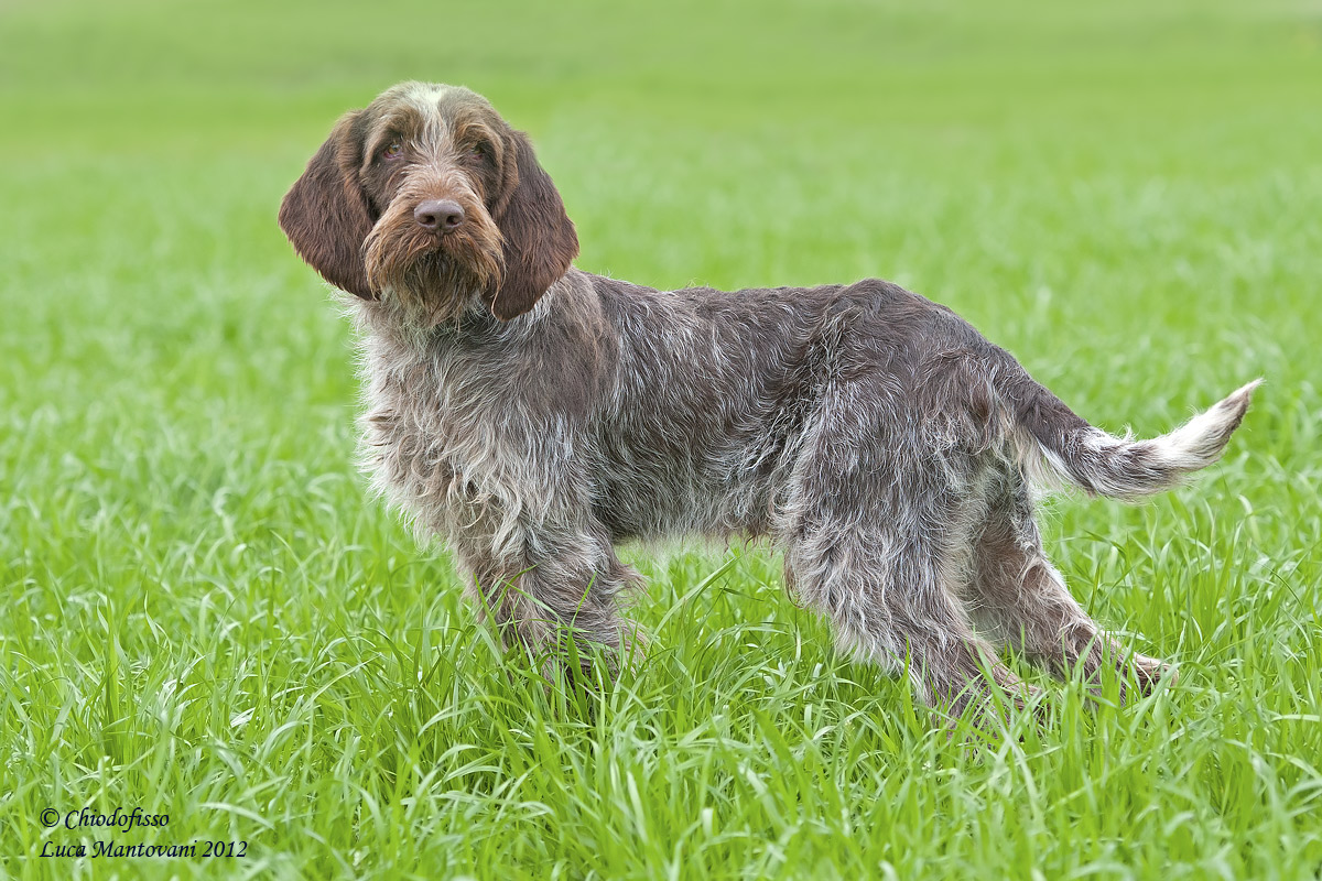 Spinone roano con coda lunga