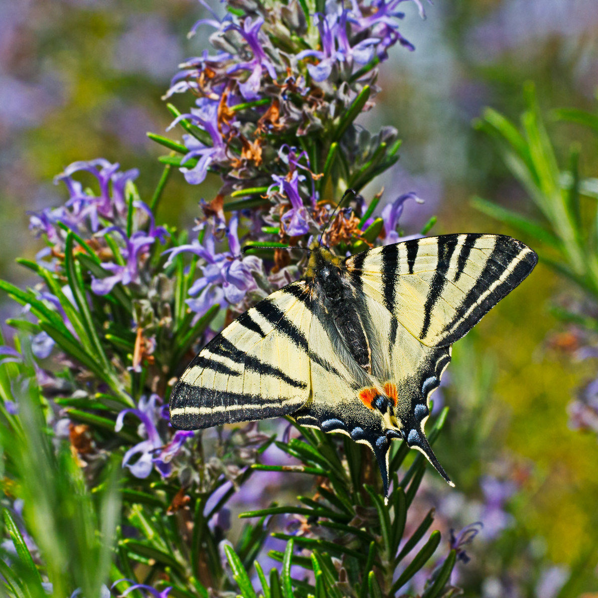 Podalirio (Iphiclides podalirius)