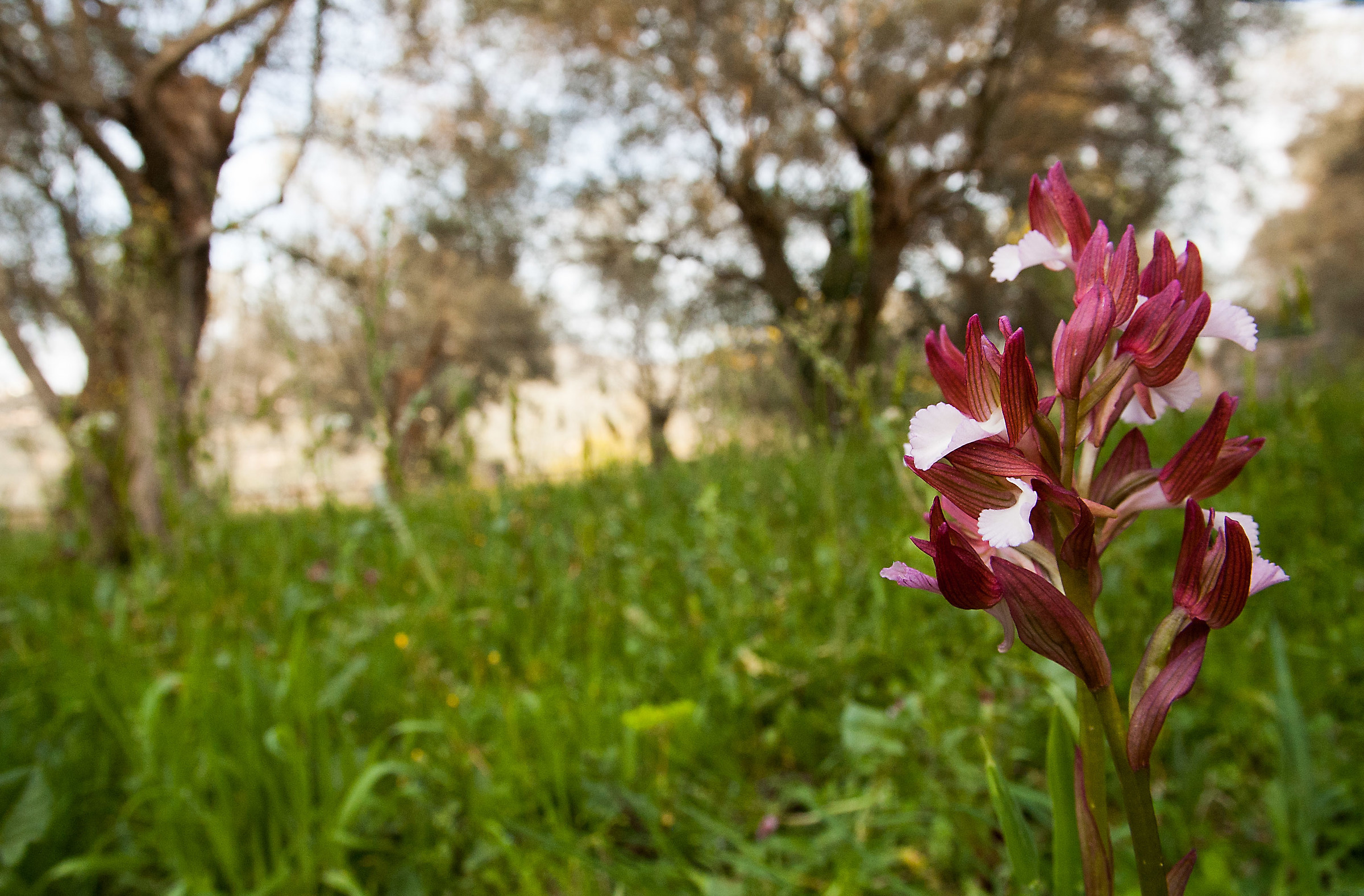 Anacamptis papilionacea