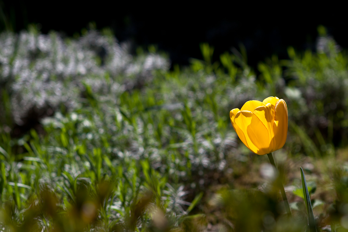 The yellow tulip