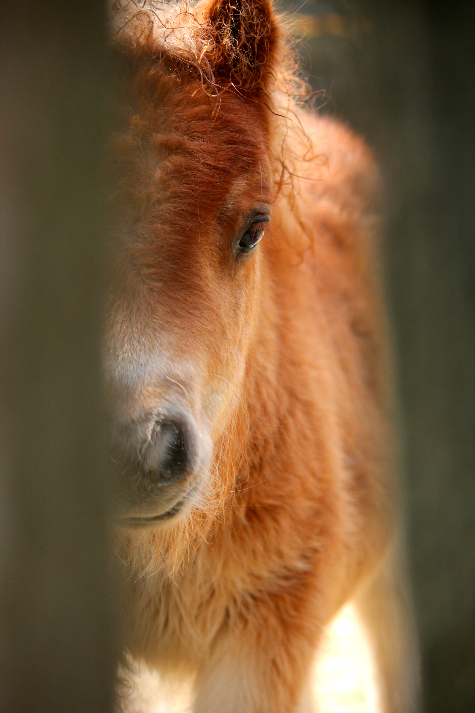 Pony