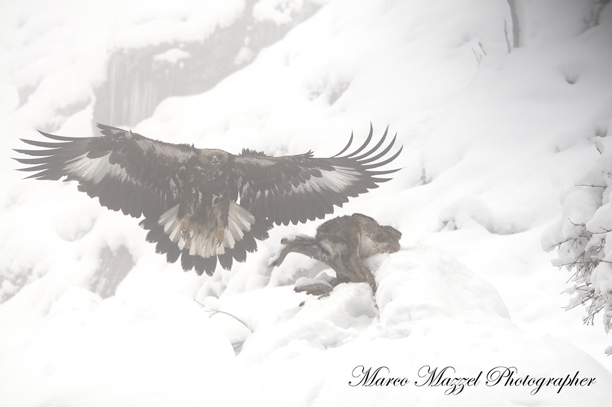 La Regina e la nebbia