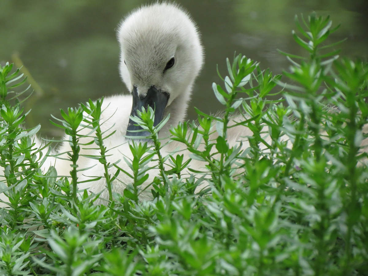 baby swan
