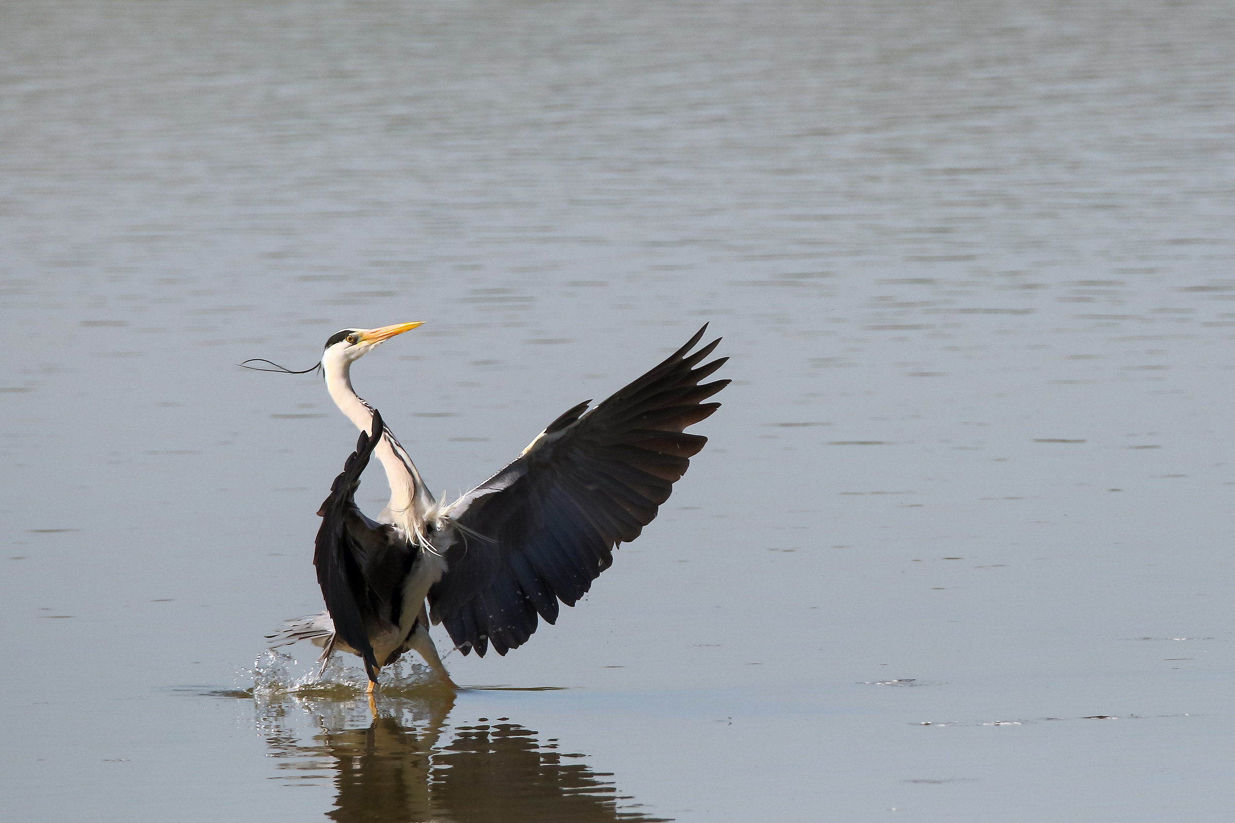 Diret. Conductor (Symphony nature)