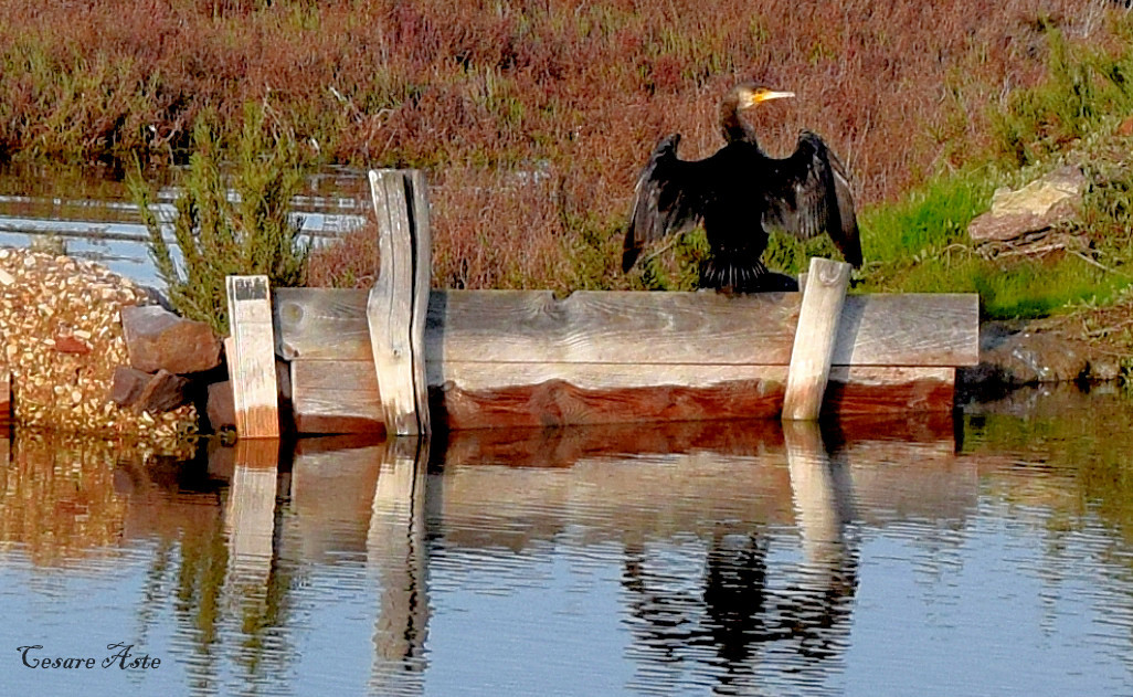 cormorano ha bisogno di asciugarsi le ali dopo l'immers