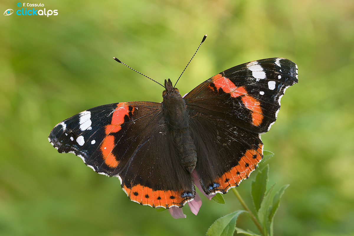 Vanessa atalanta (Linnaeus, 1758)