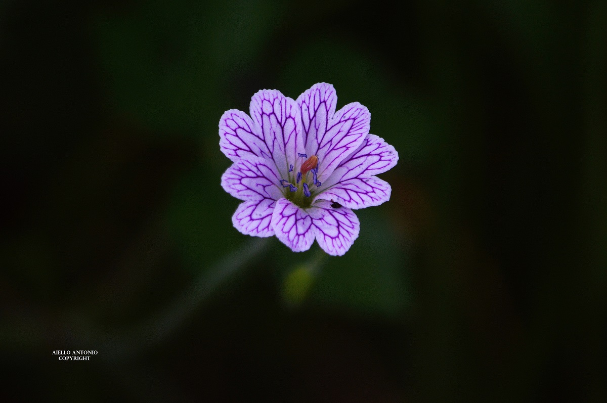 Nature's magnificence