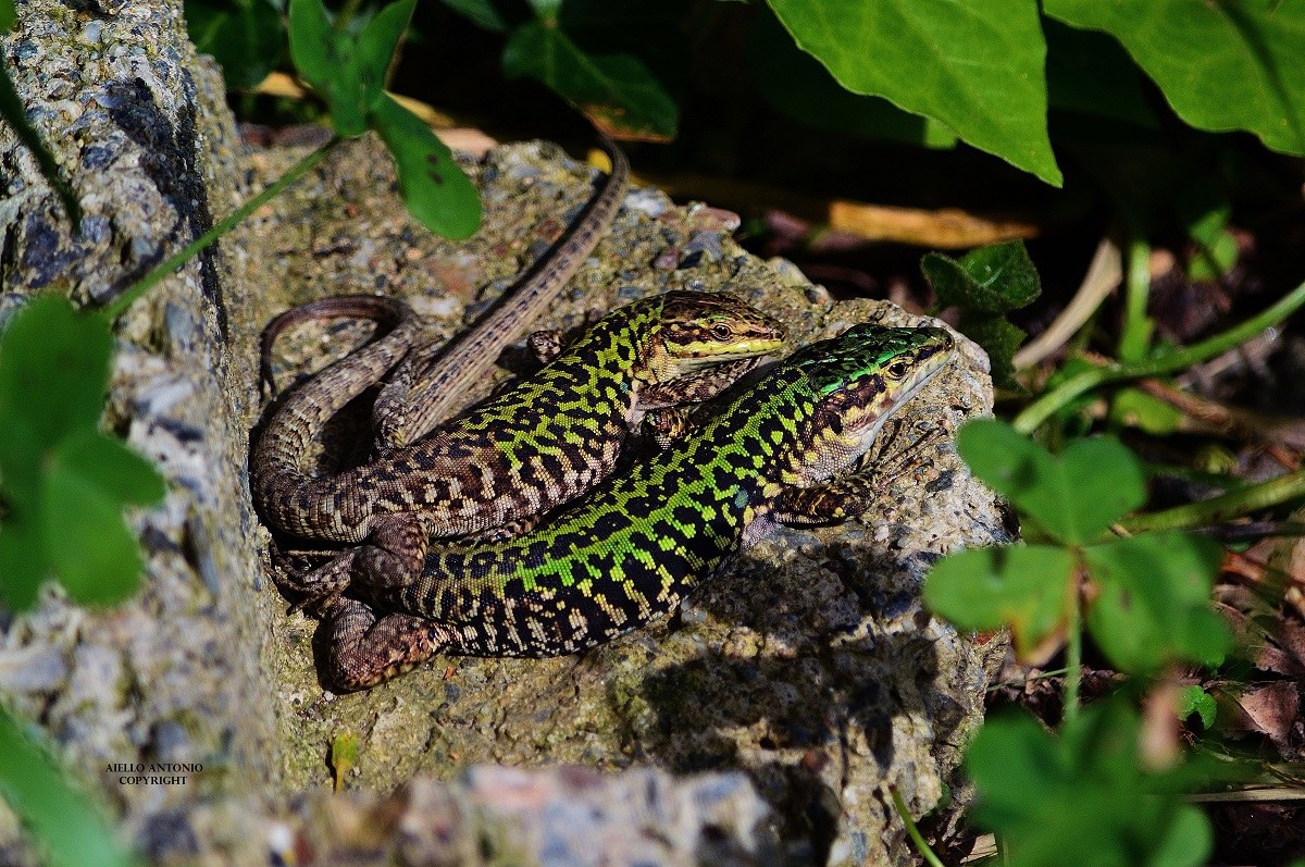 Podarcis muralis
