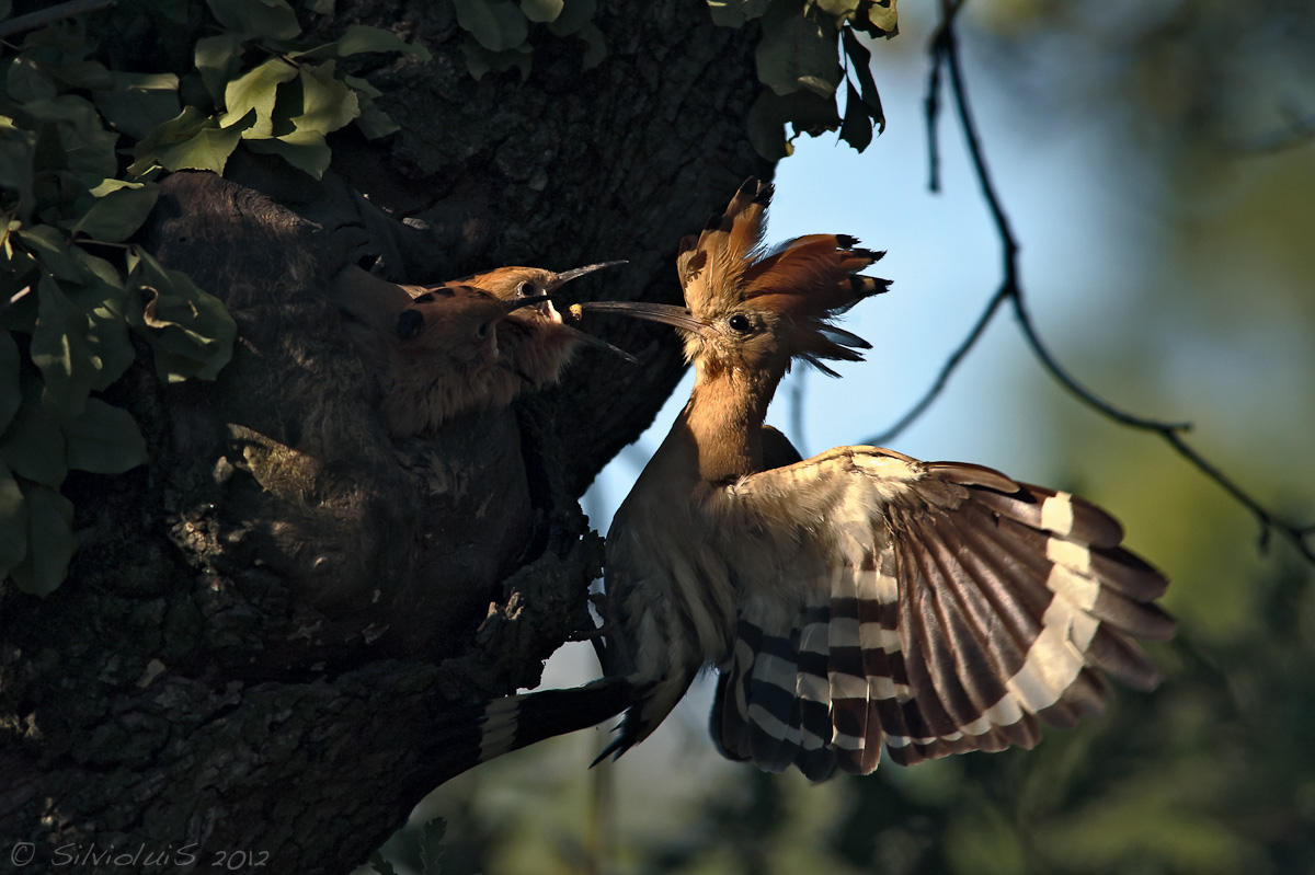 La colazione degli Upupa