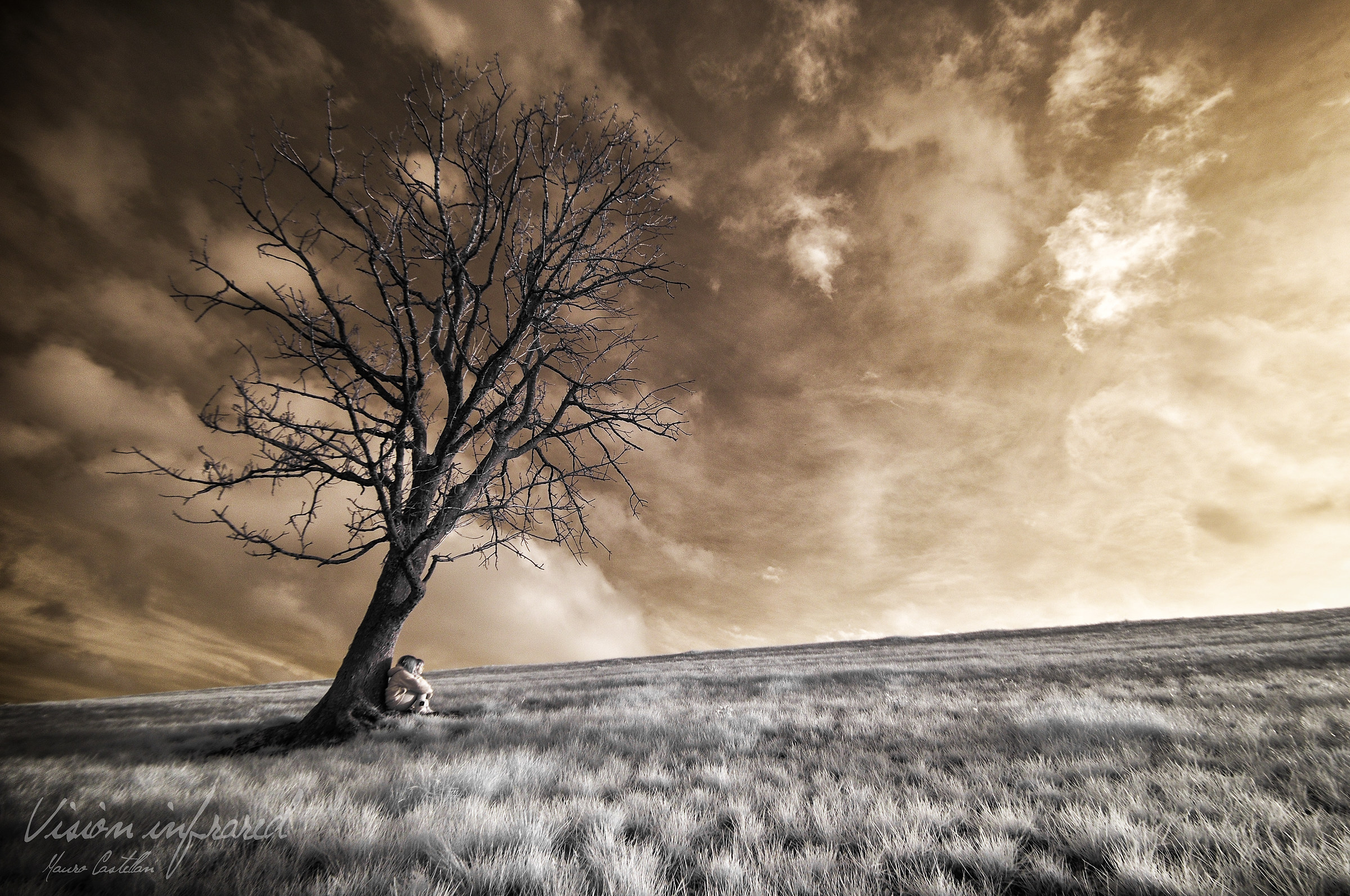 In compagnia di un albero...