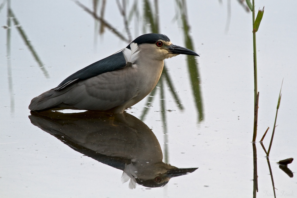 Night Heron