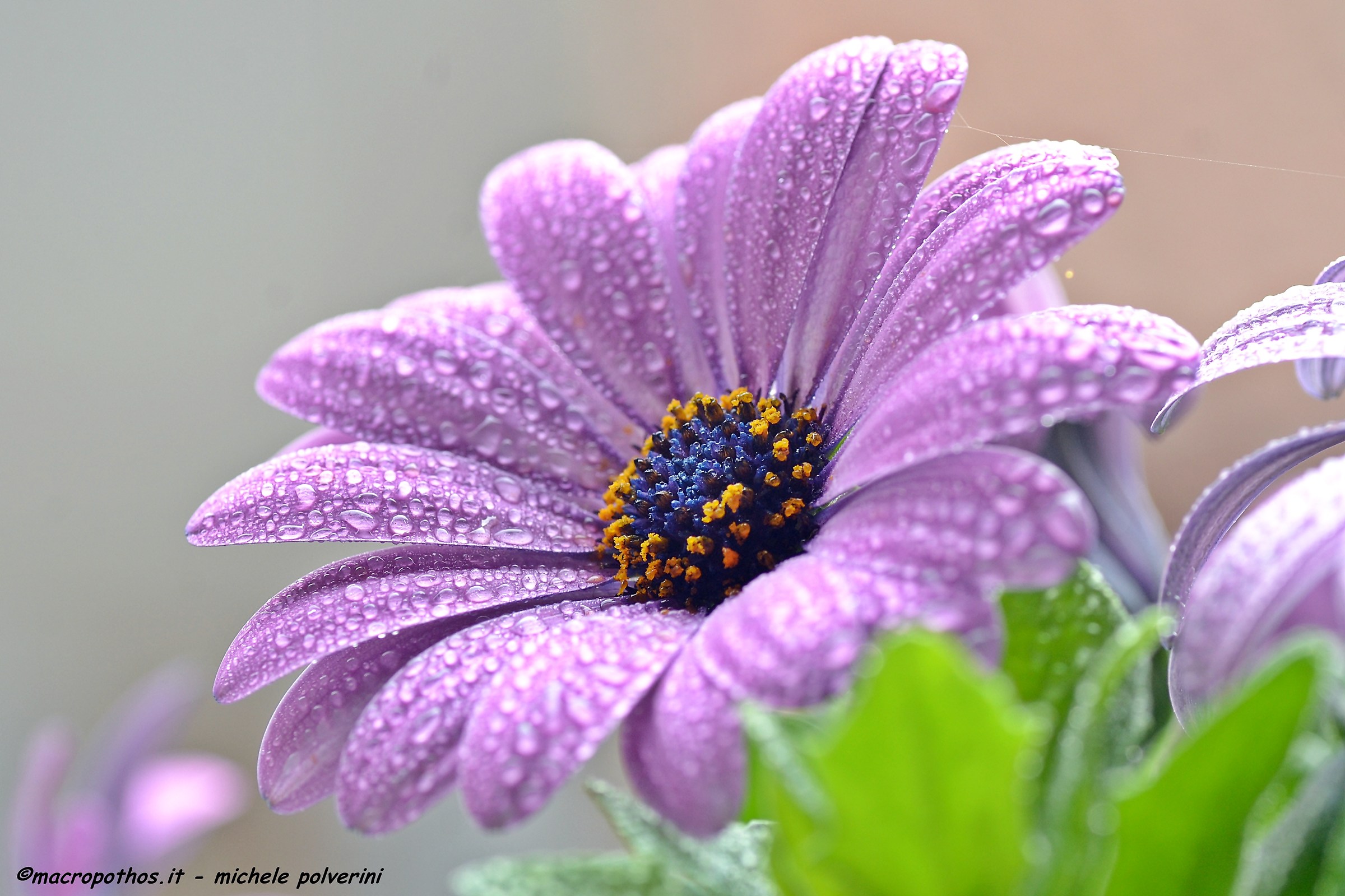 Osteospermum 1