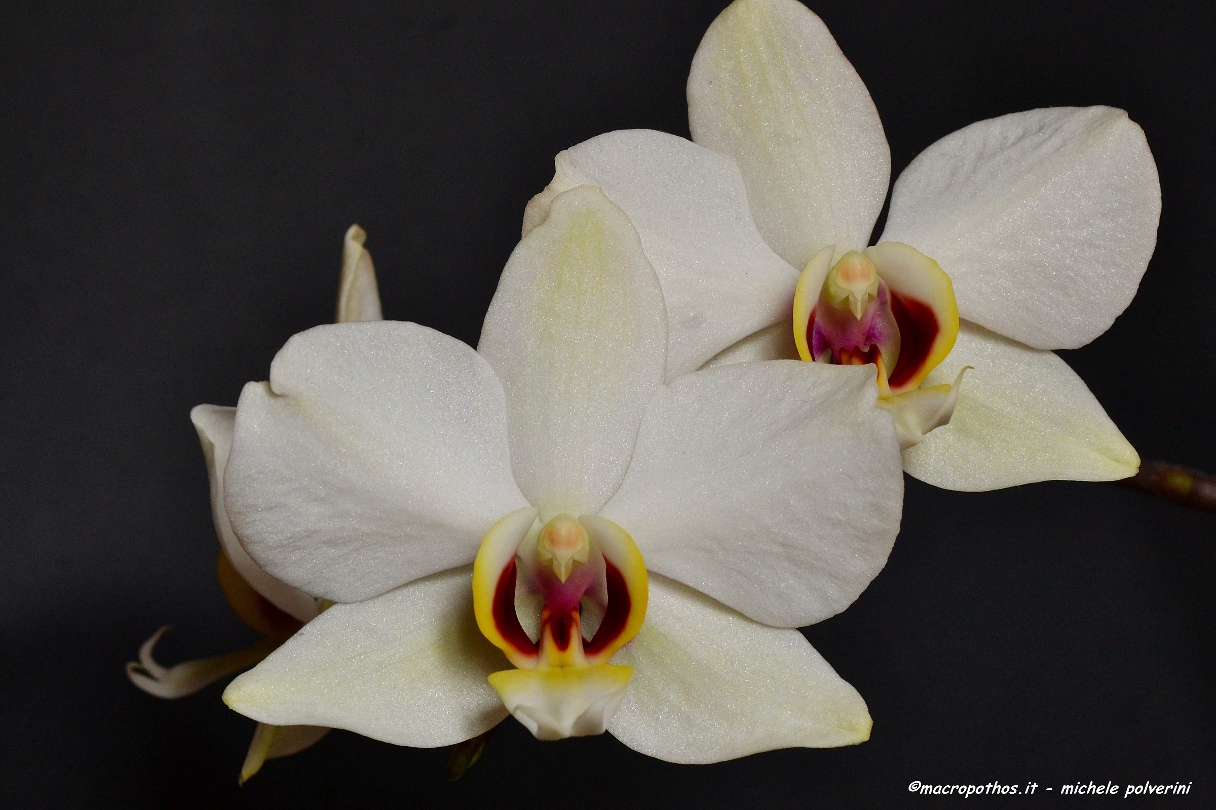 Orchid white