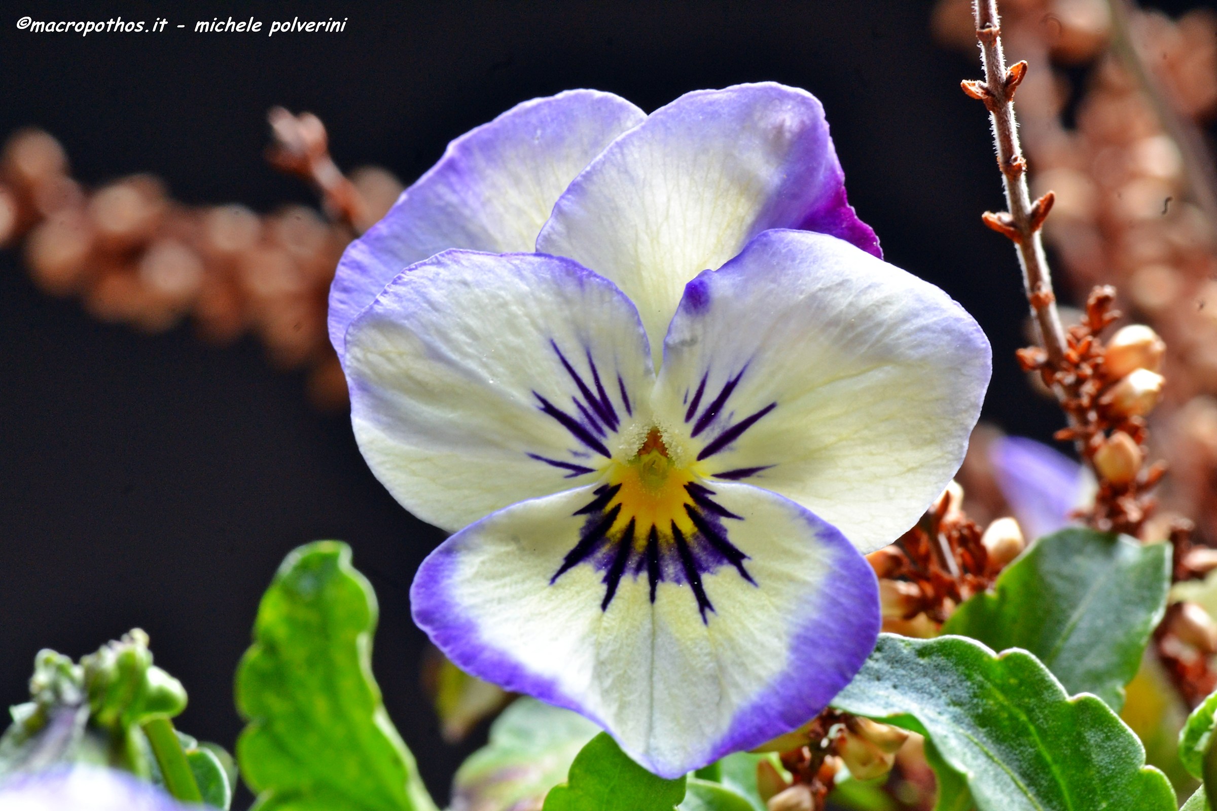 Viola tricolor 2