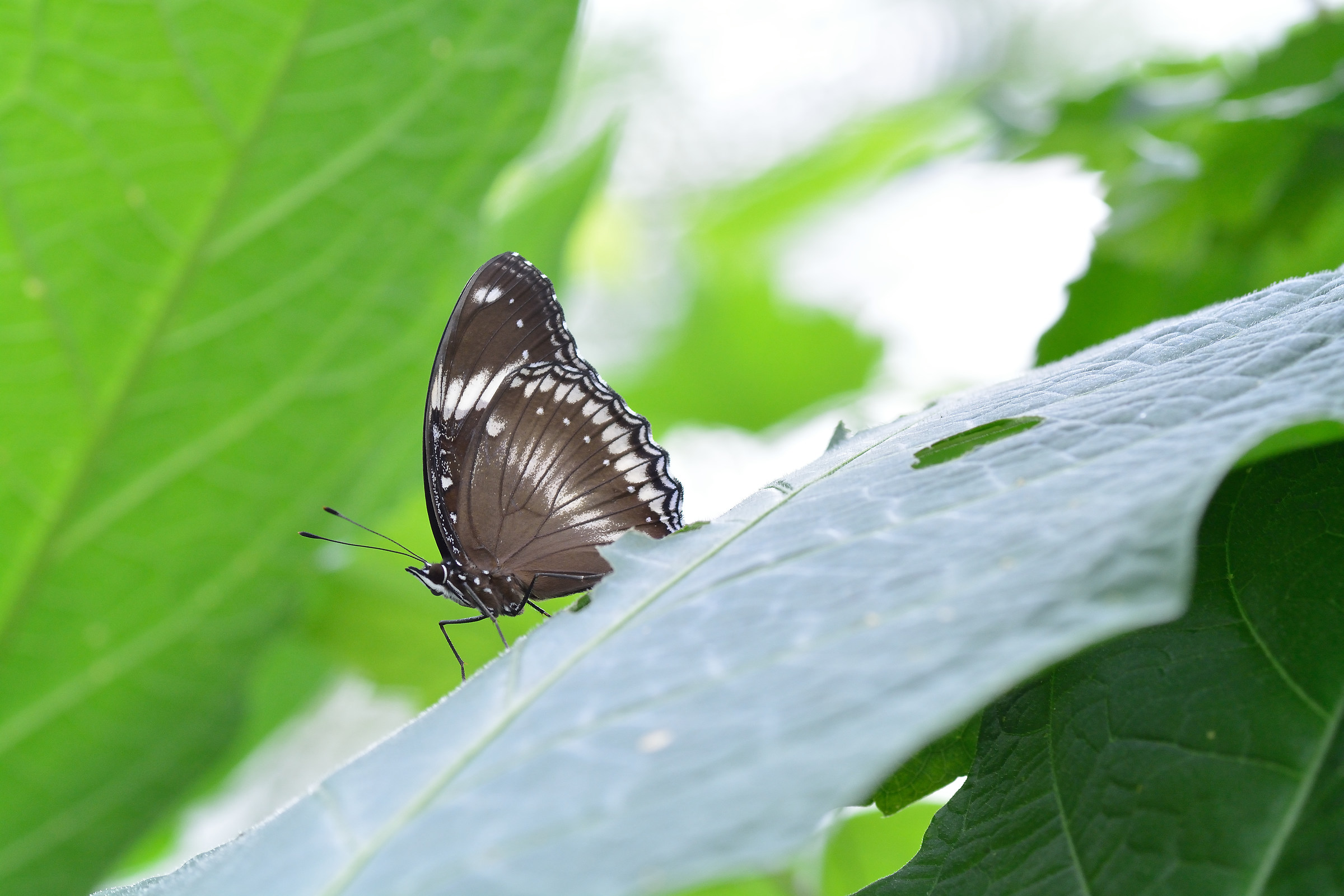 Walking around the butterfly house 1