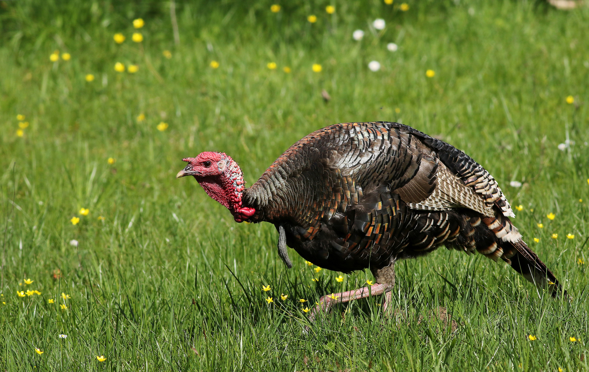 Ringraziamento Successivo