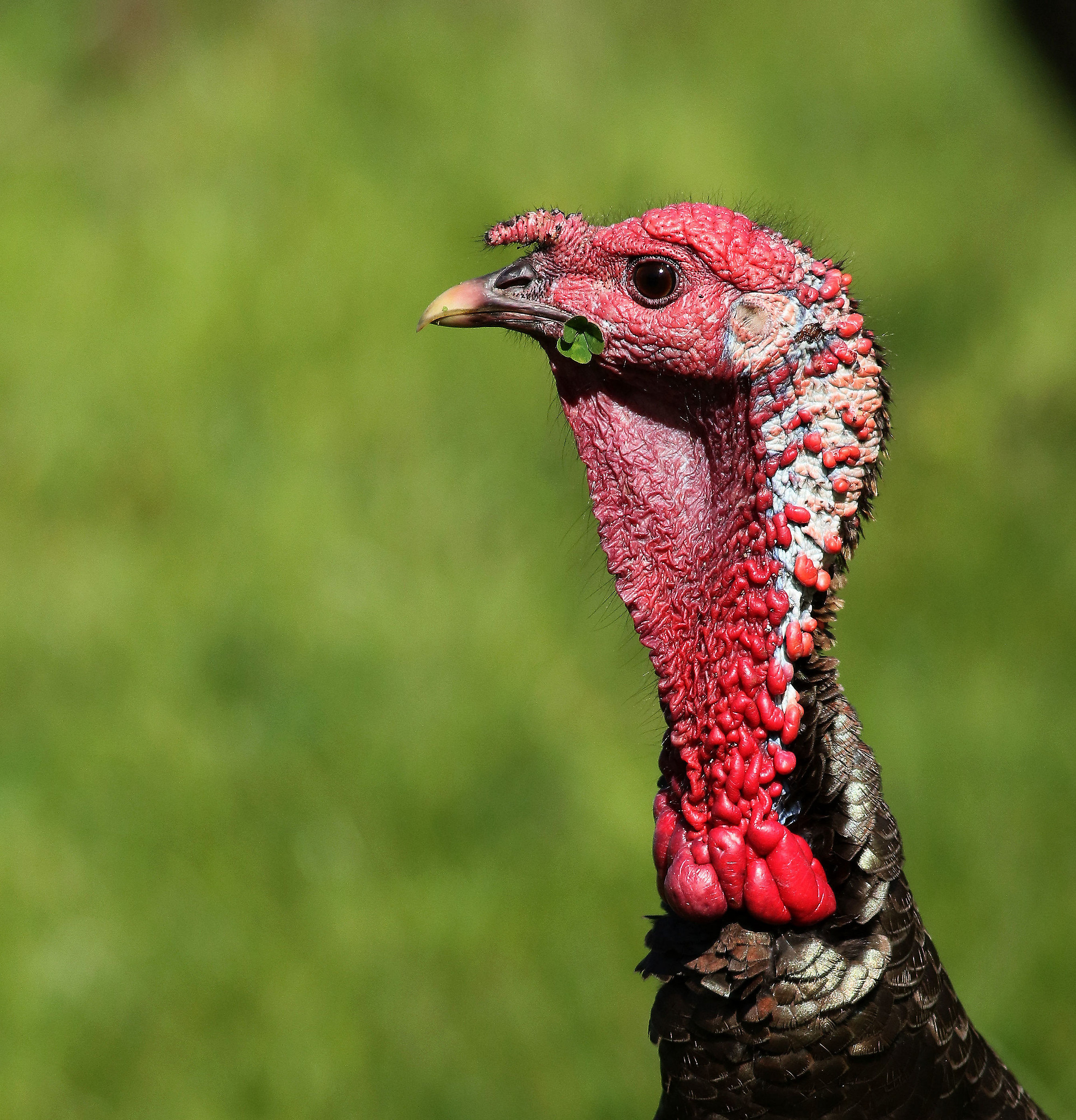 Buona fortuna Uccello