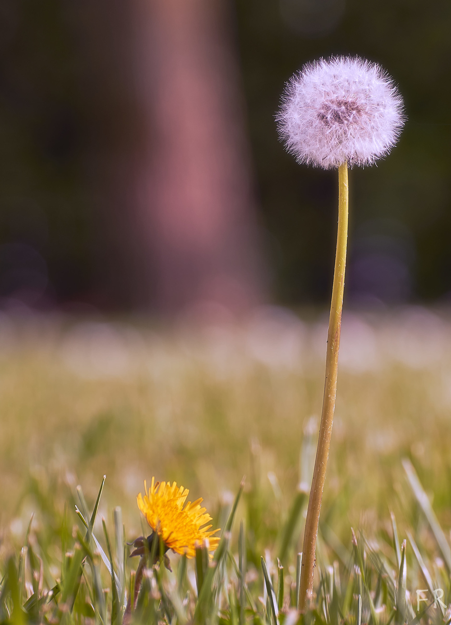 Hey! One day I'll be taller than you