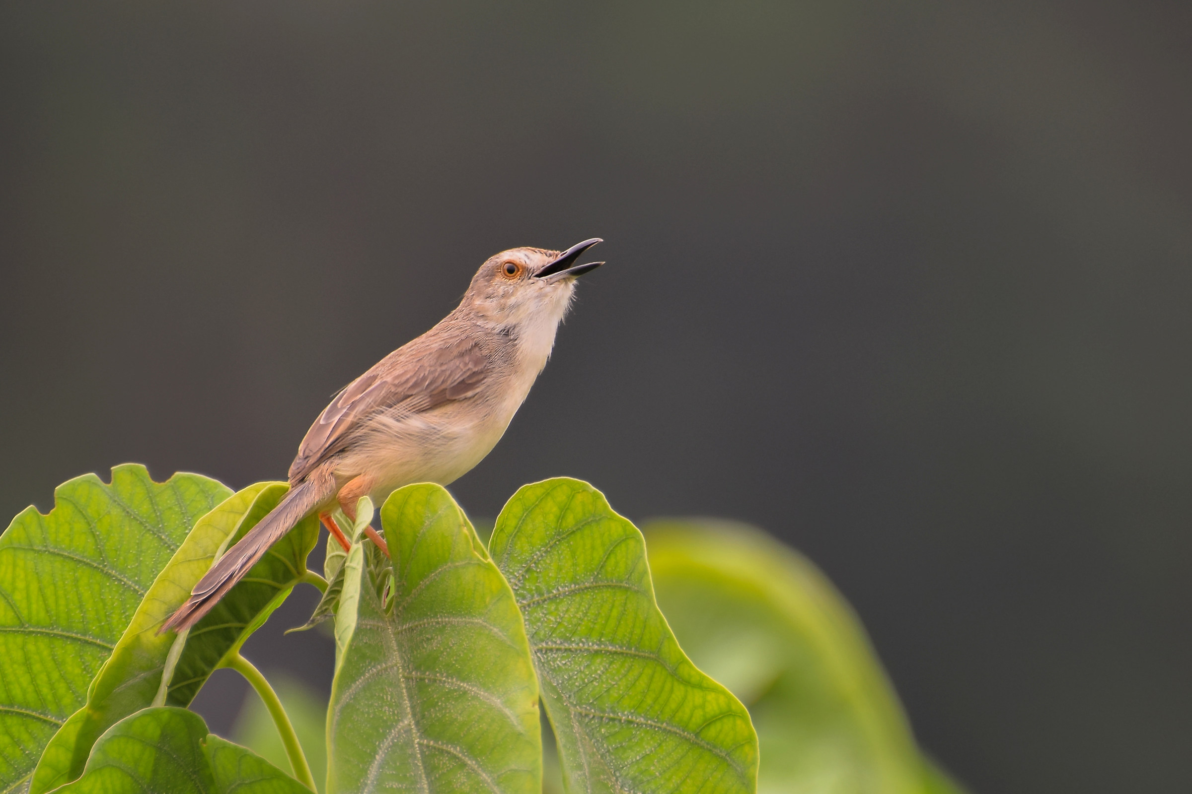 Plain Prinia