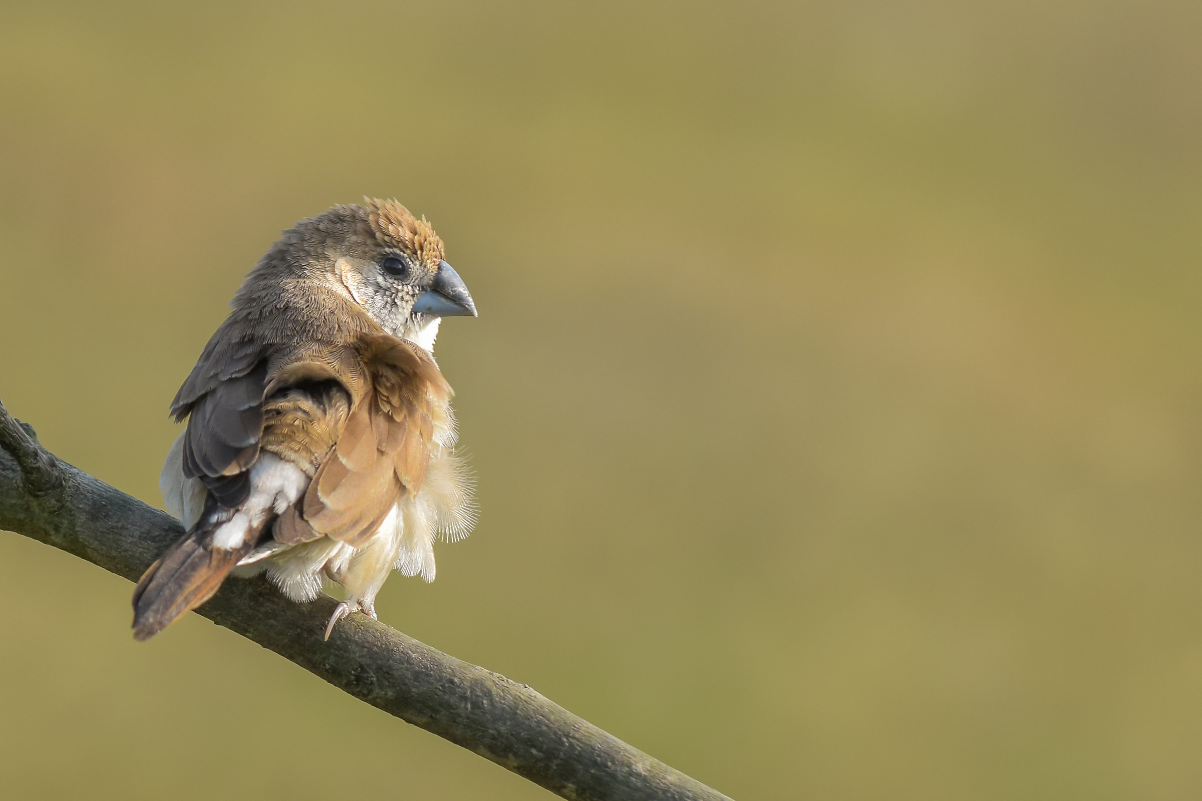 Euodice Malabarica giovanile