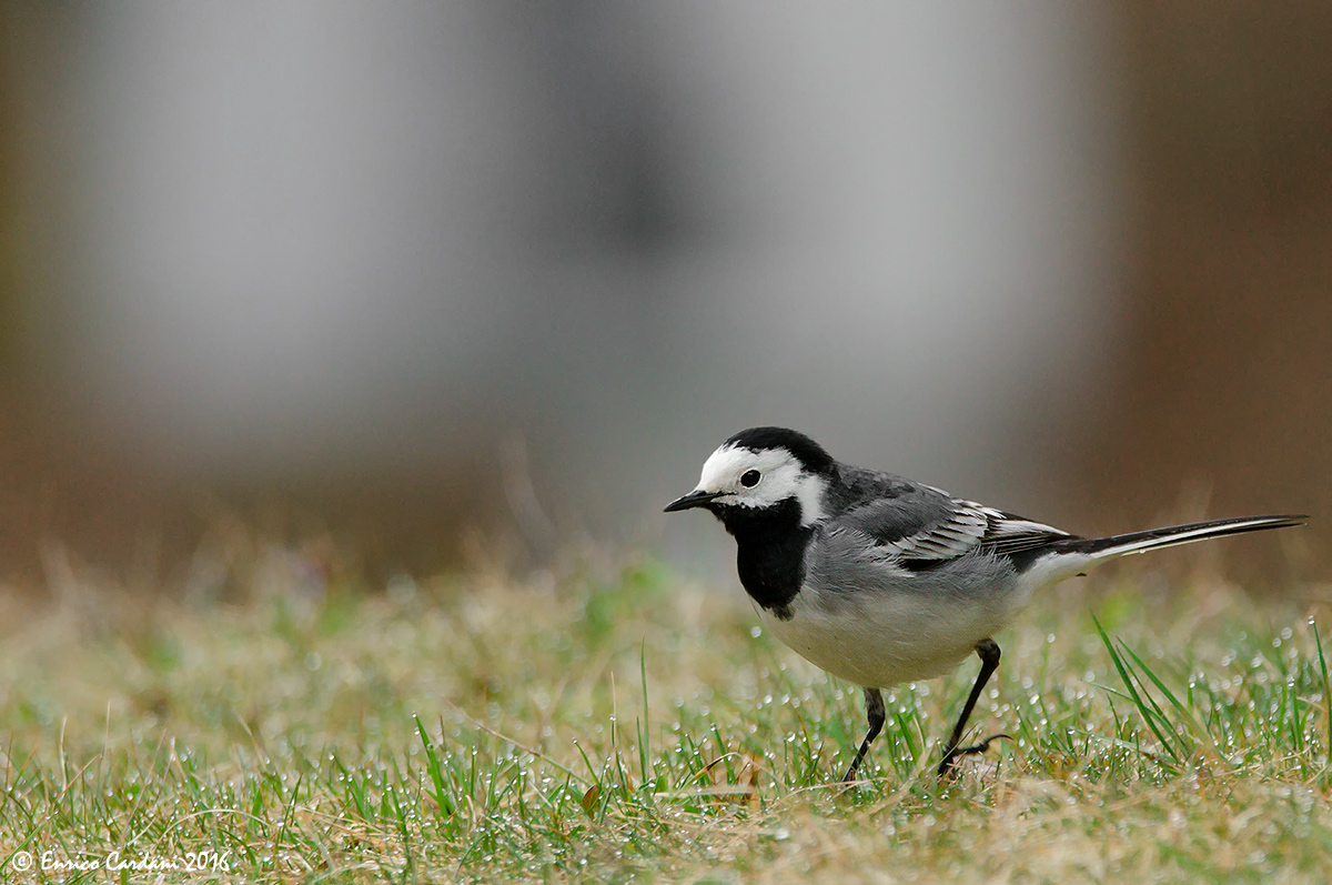 The gò the sciampet wet !!!