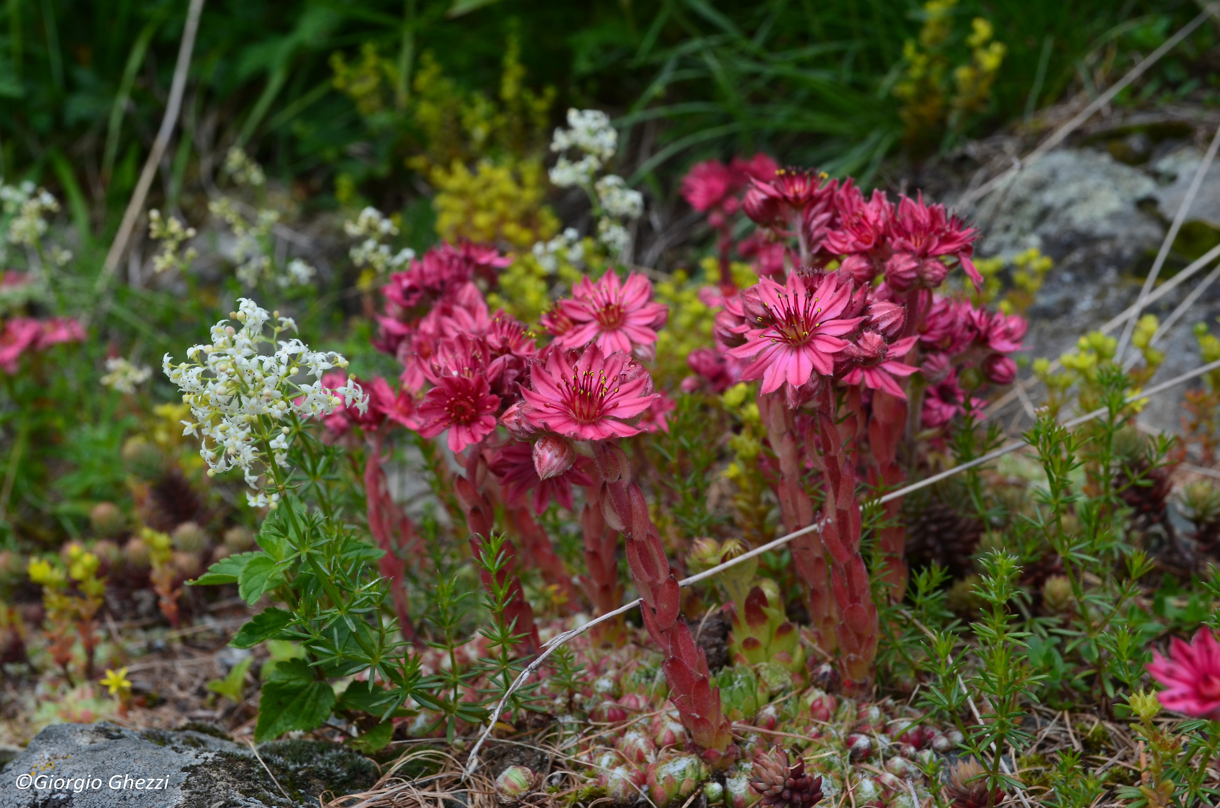 Sempervivum arachnoideum