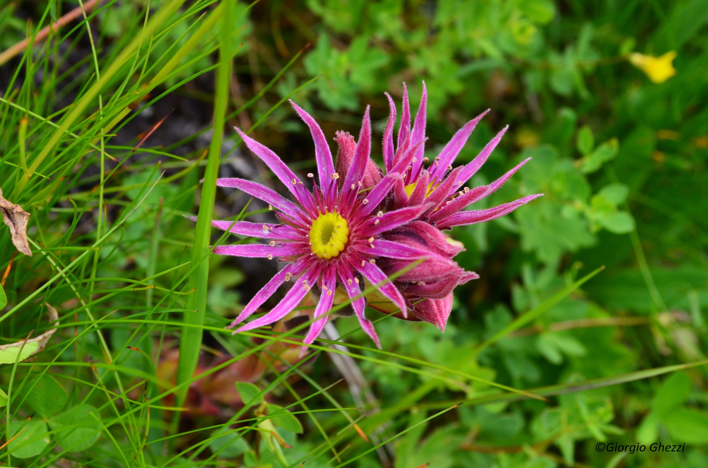 Sempervivum montanum