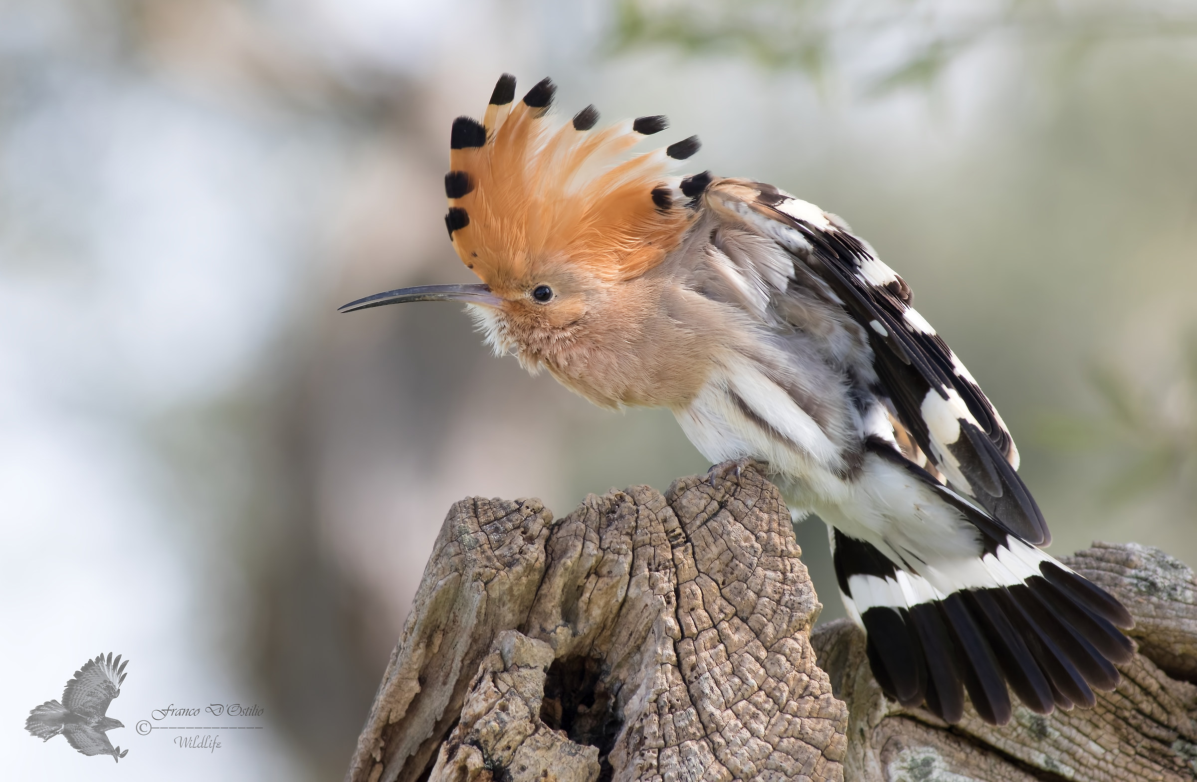 The hoopoe vain ...