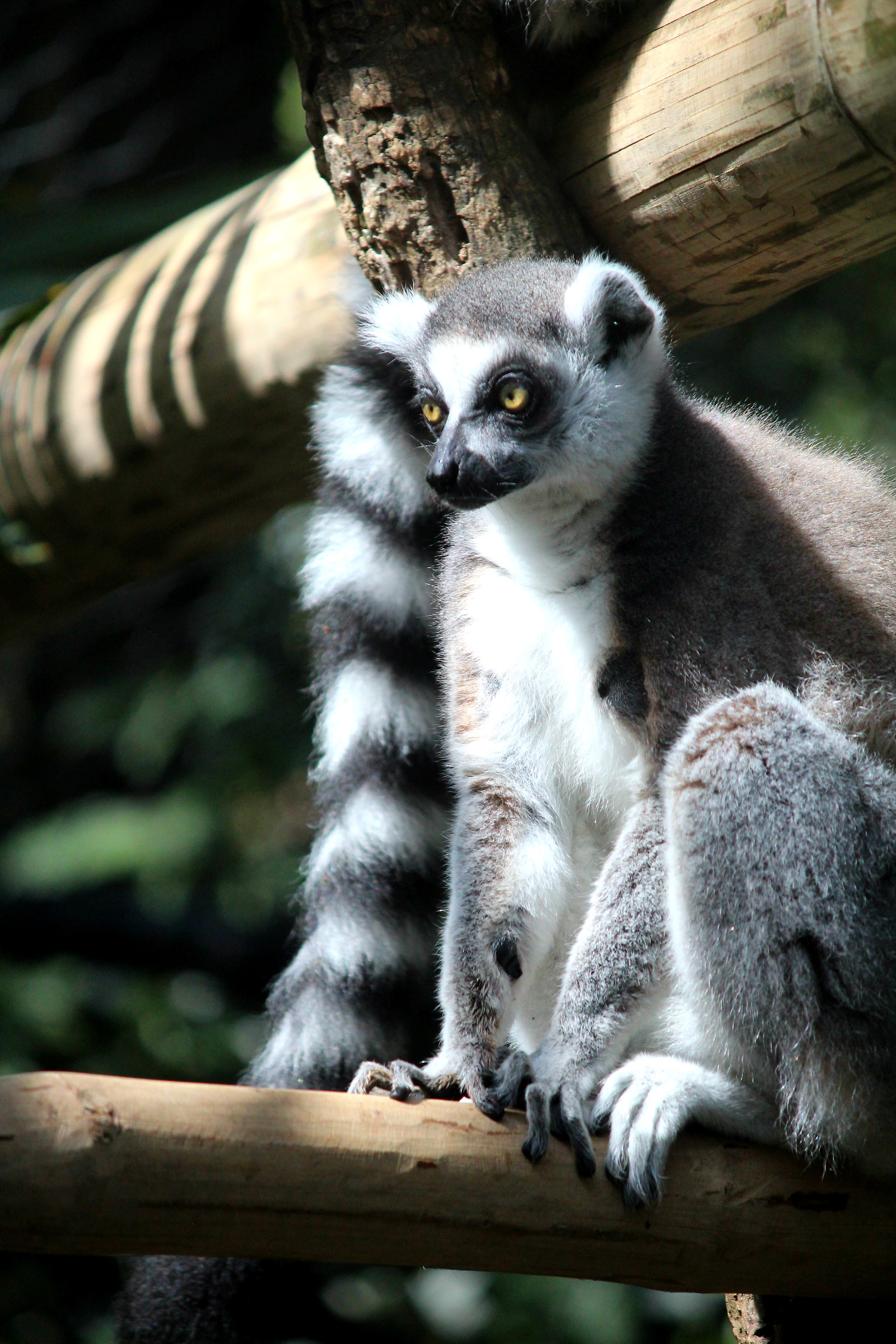 Ring-Tailed Lemur