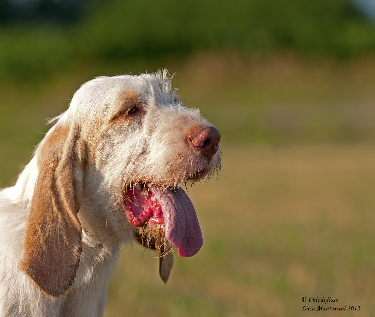 Primo piano di spinone bianco arancio