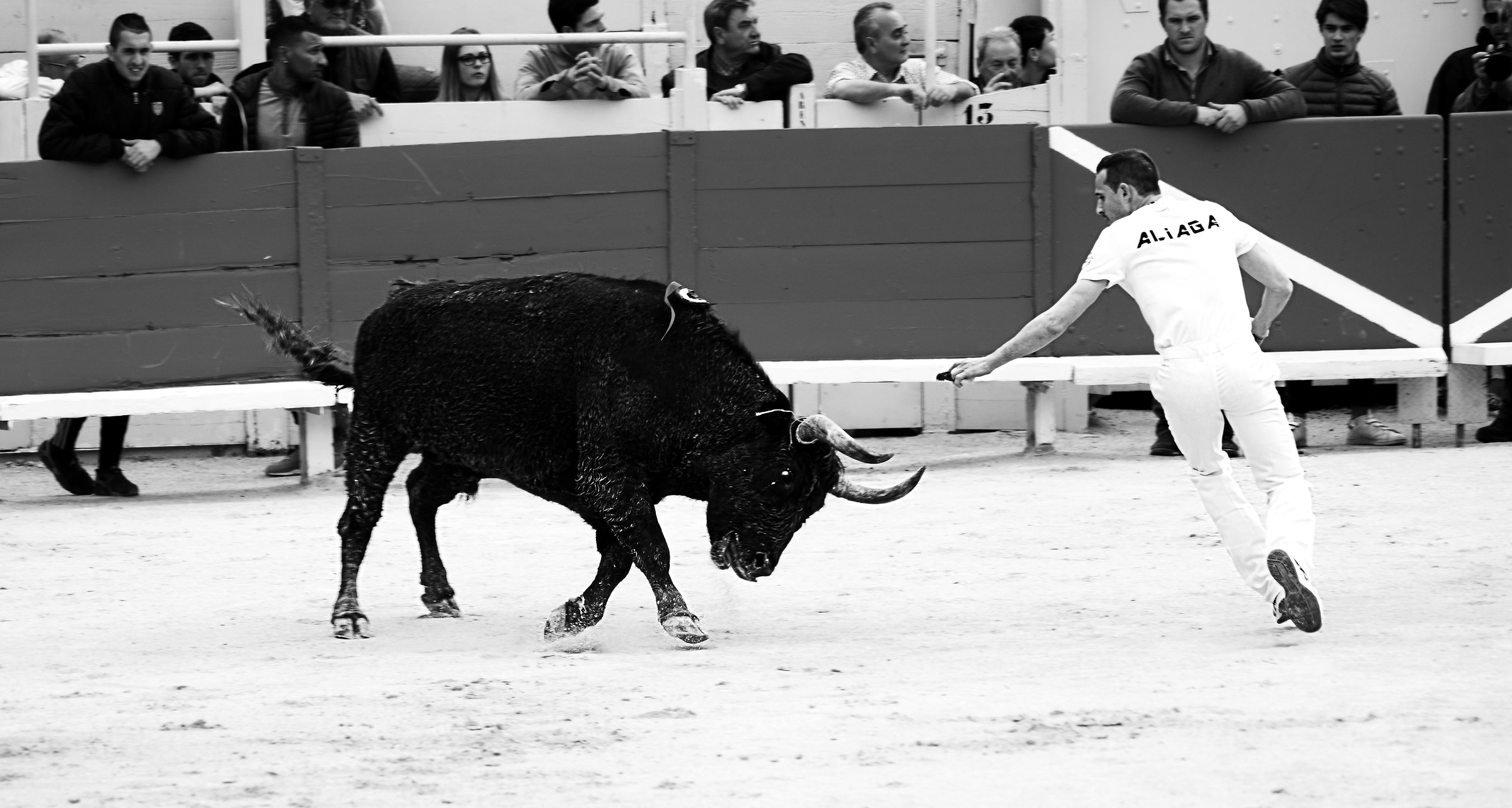 Course camarguaise in Arles
