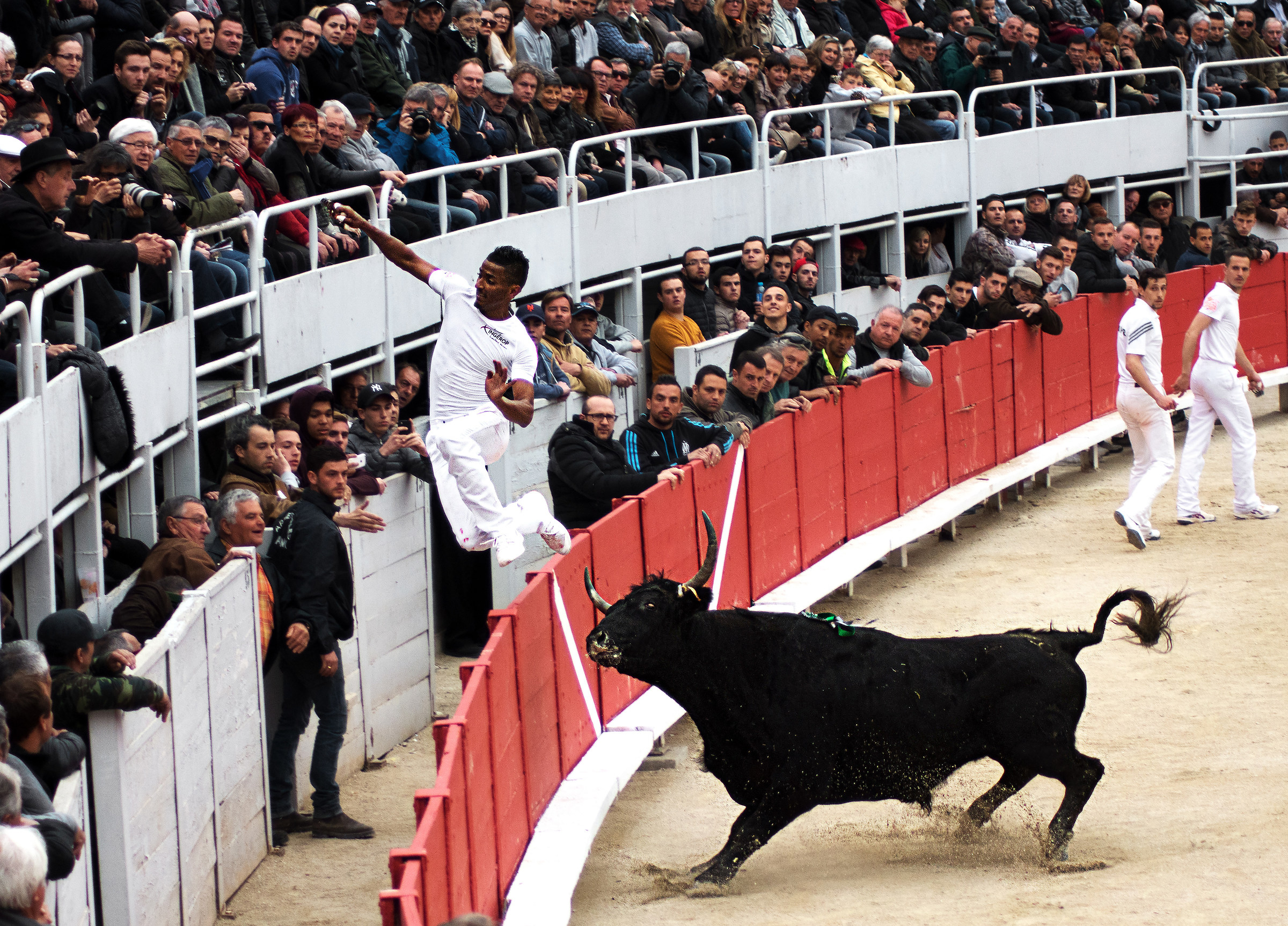 Course camarguaise in Arles