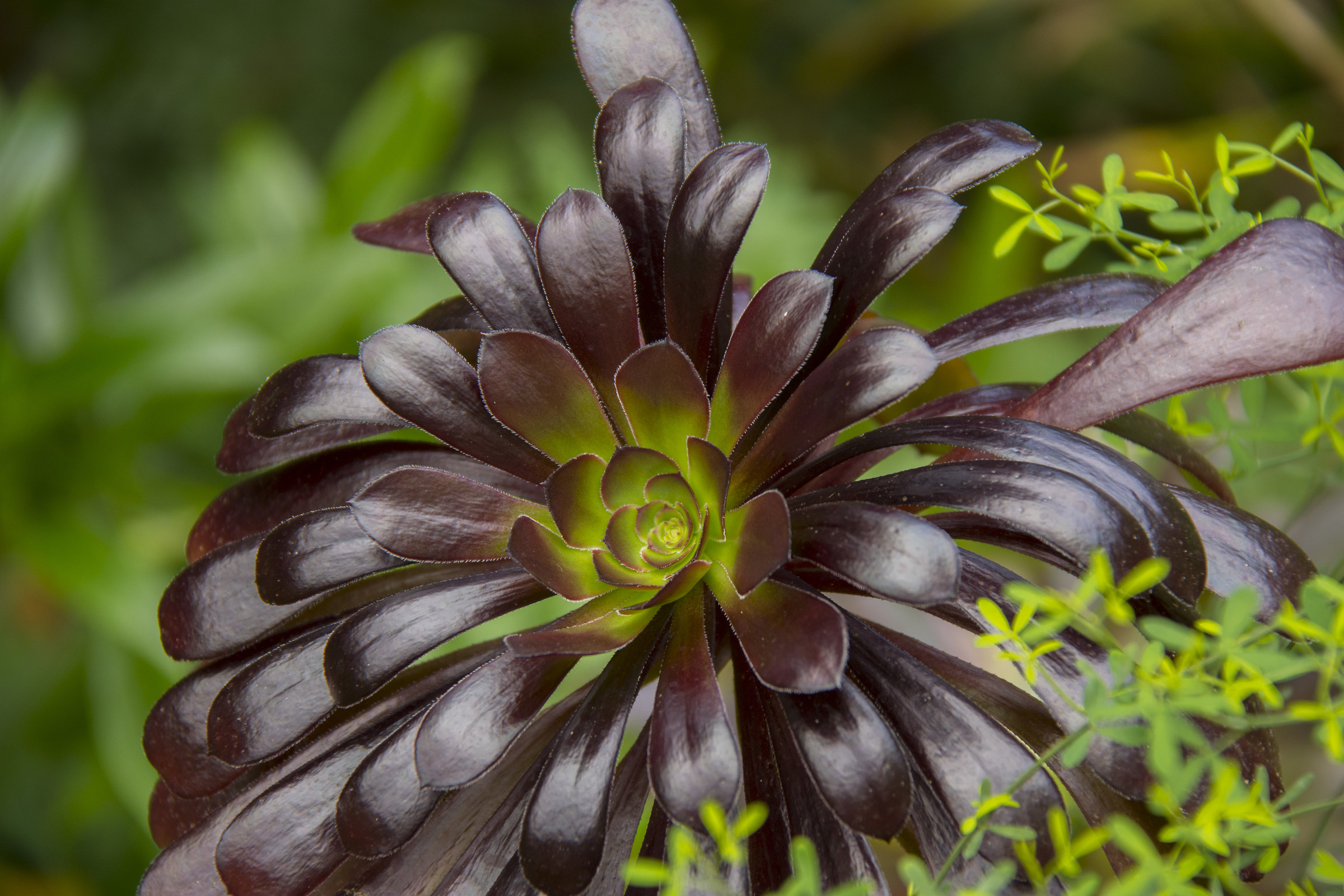 Un fiore particolare