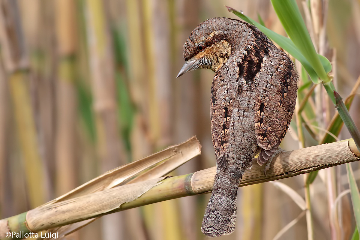 Wryneck (Jynx torquilla)