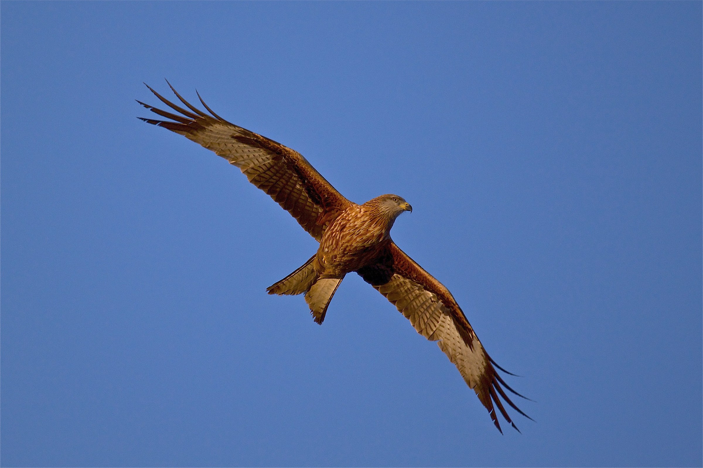 nibbio reale giovane al tramonto