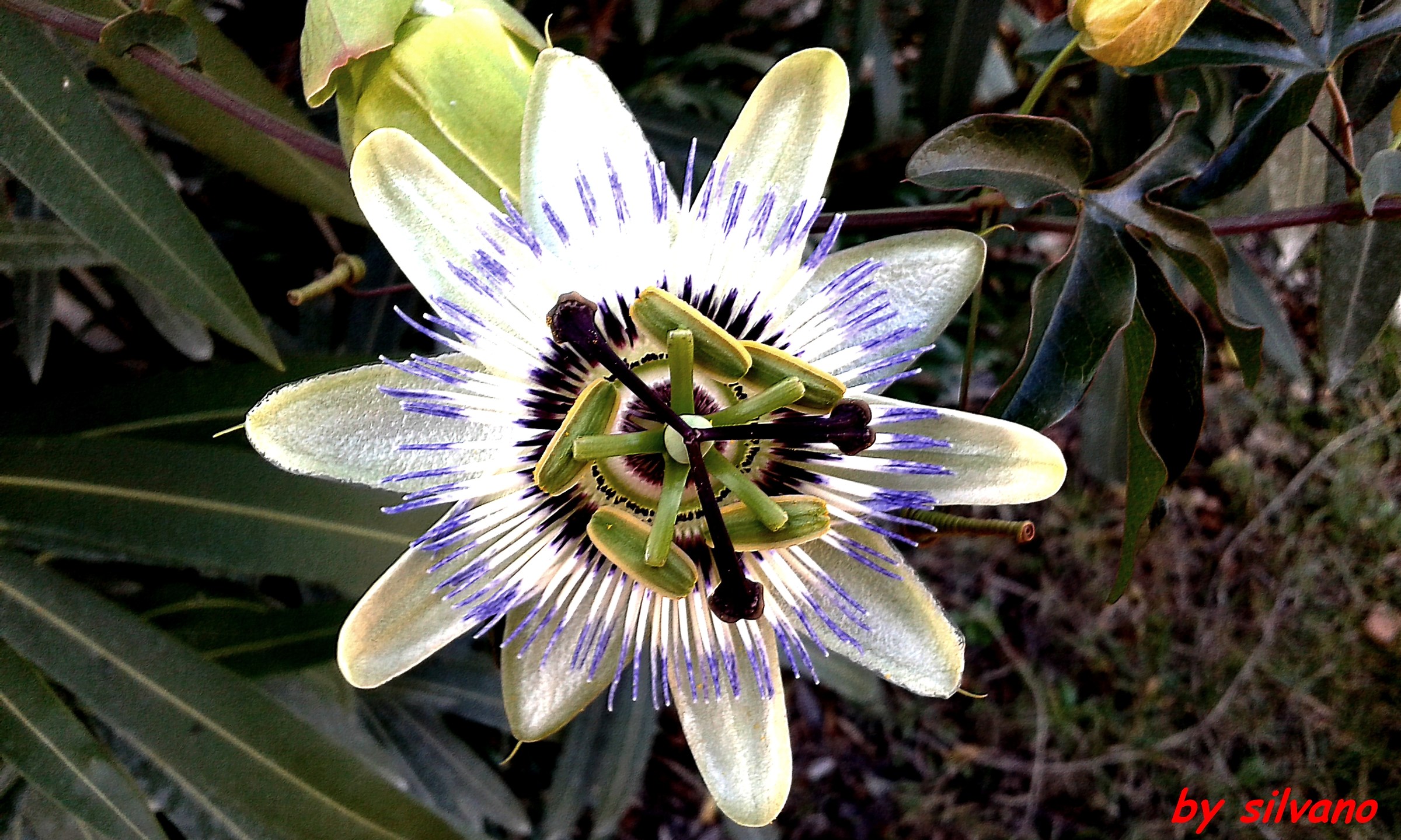 fiore di passiflora