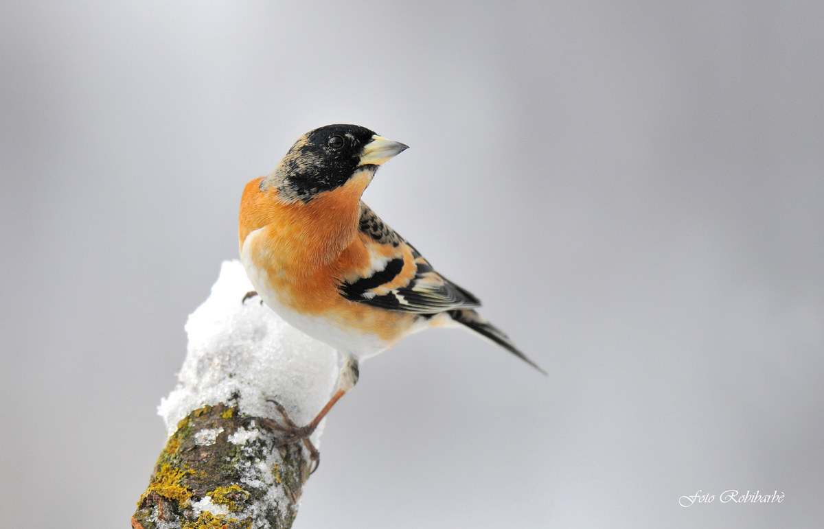 Brambling ...