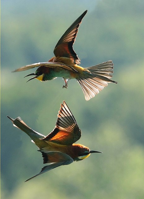 Bee-eaters
