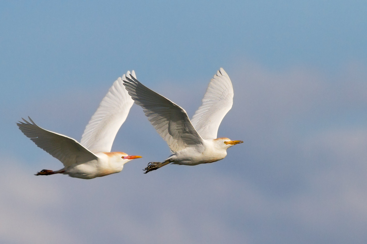 Guardabuoi - Canon 7D - Canon 500 mm. f. 4.5 L USM.