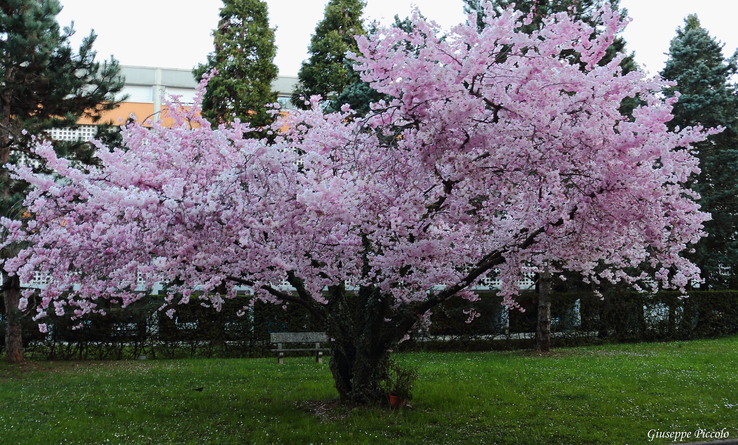 Albero in fiore