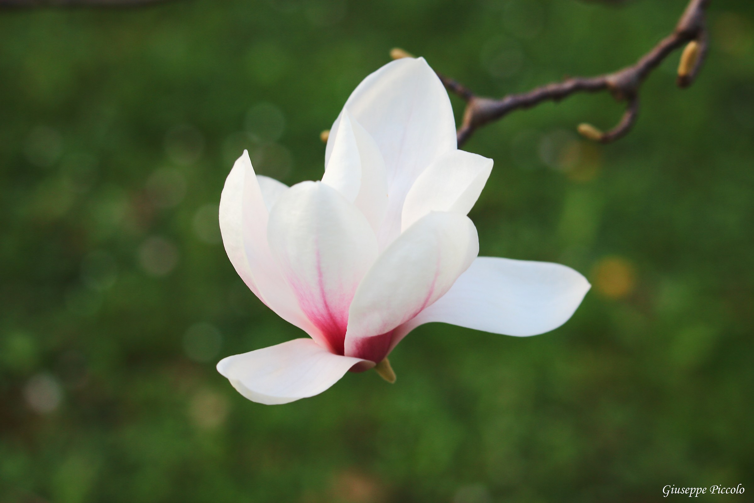 Magnolia