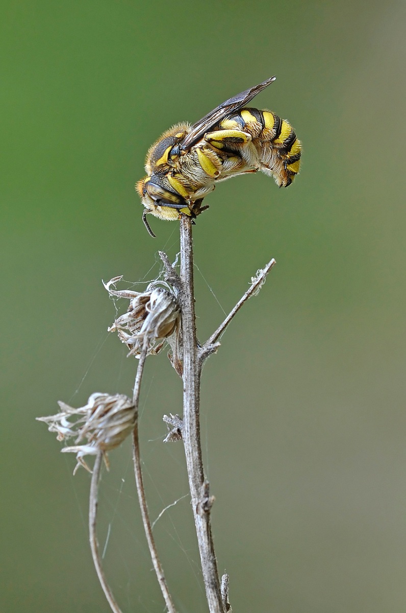 Hymenoptera Megachilidae Anthidiellum 2